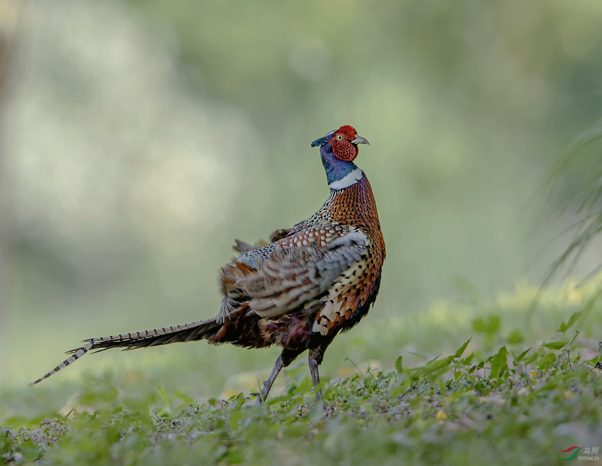 帅气的环颈雉雄鸟