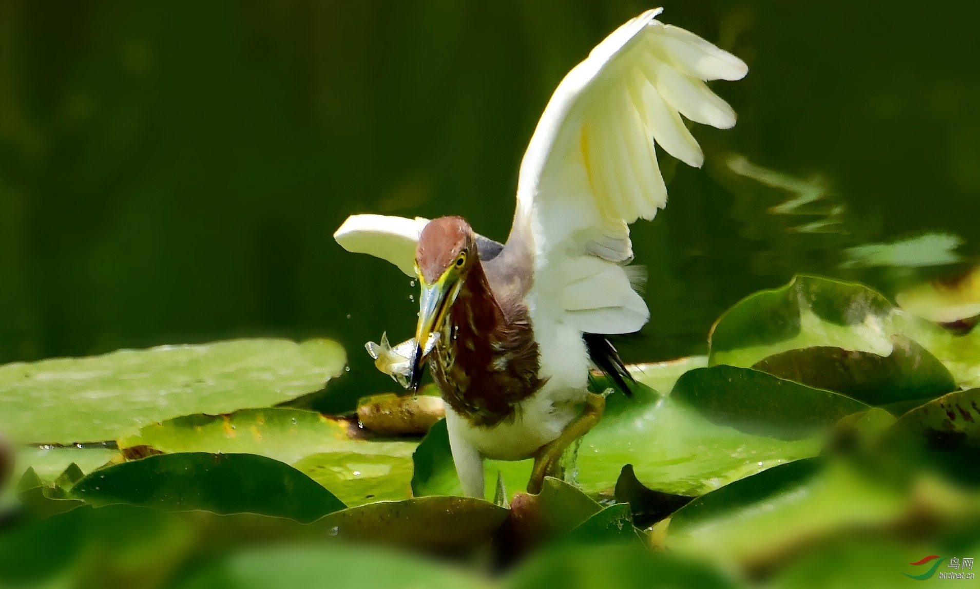 DSC_7754_conew4.jpg