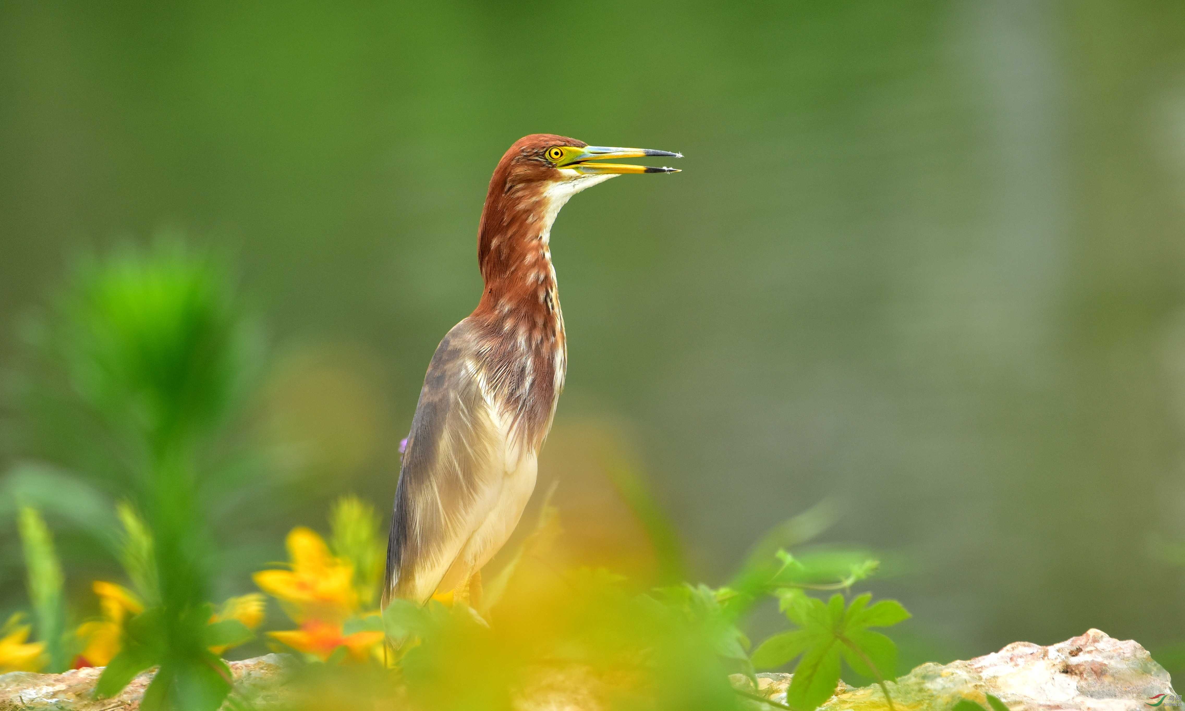 DSC_8064_conew2.jpg