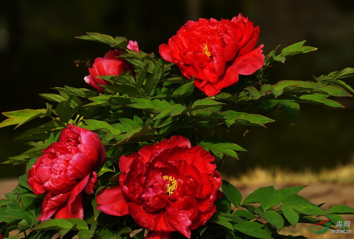 DSC08726.JPG