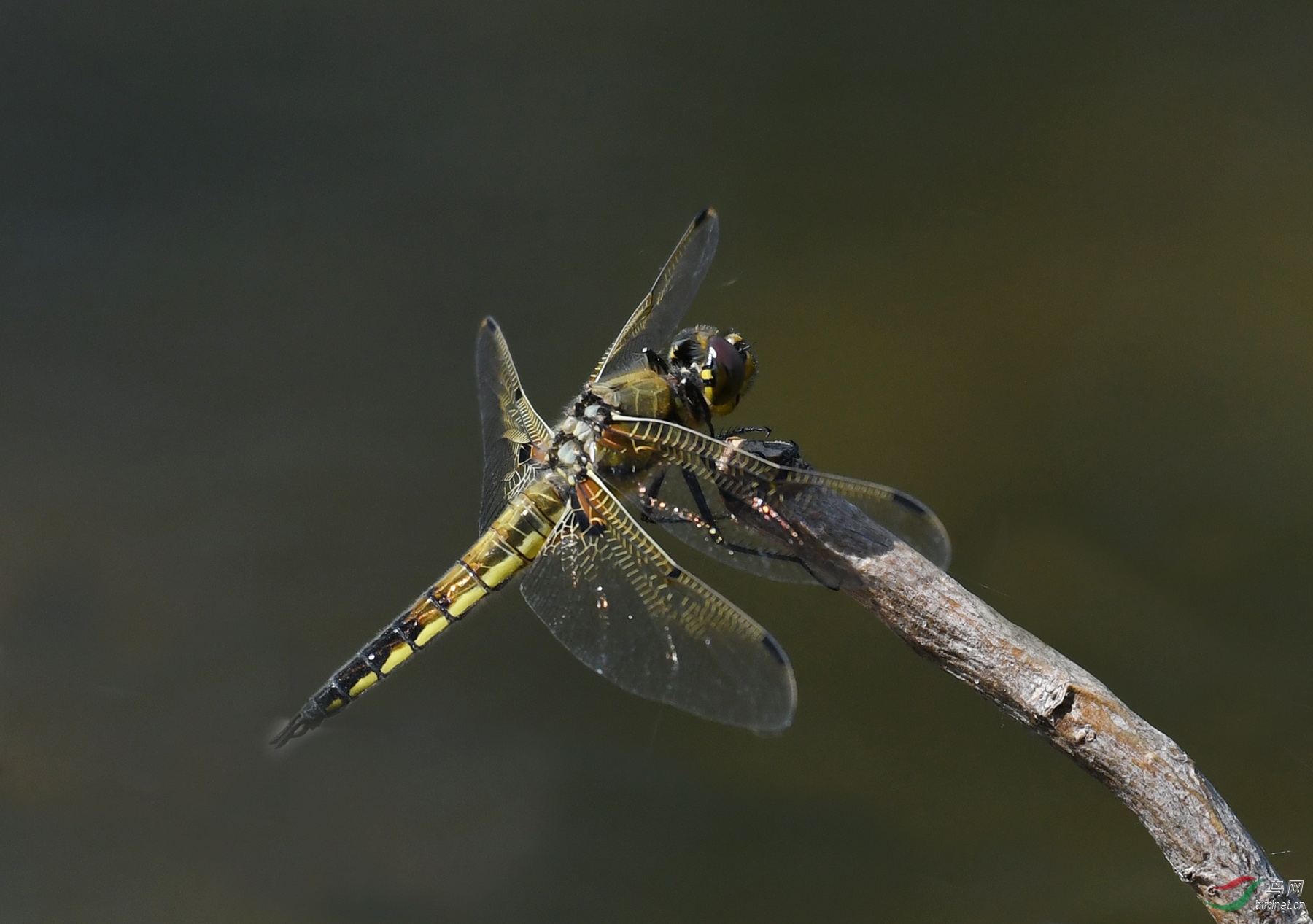 ������Ӱ 3933����.jpg