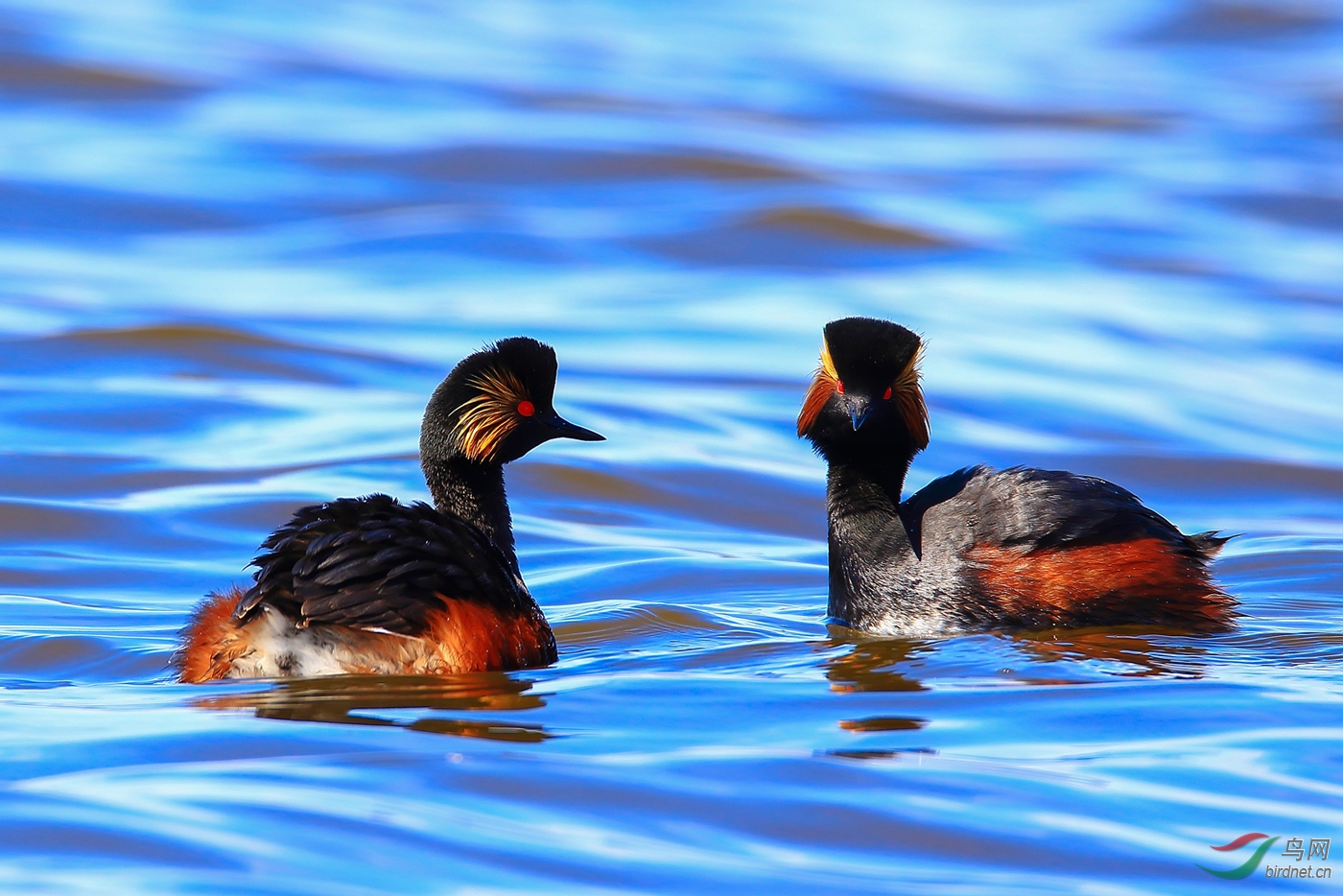 �ھ�����