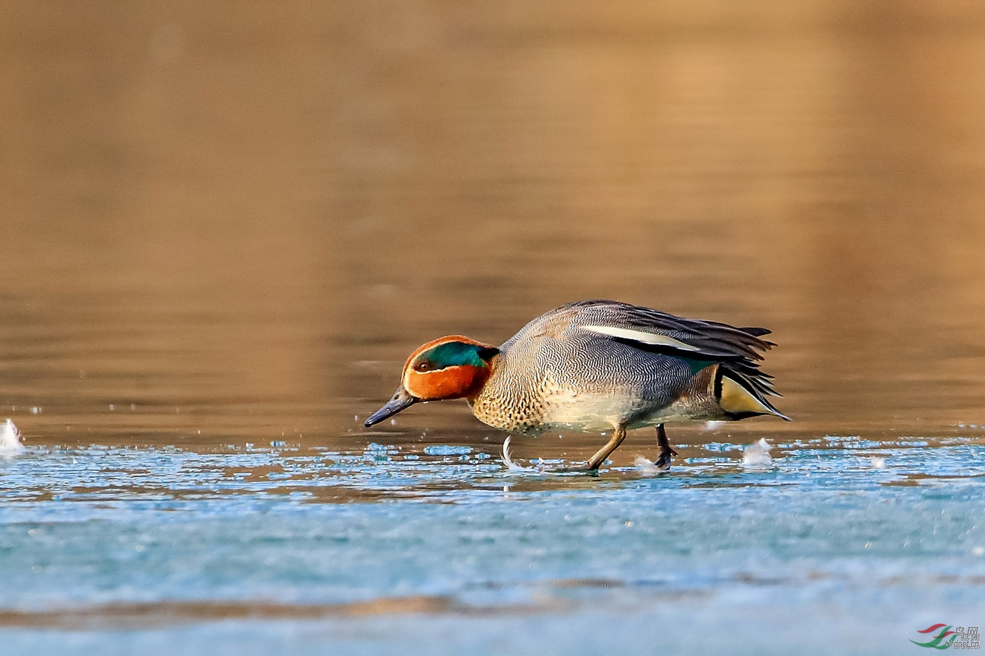 ��վ ��������ʦ����500.jpg