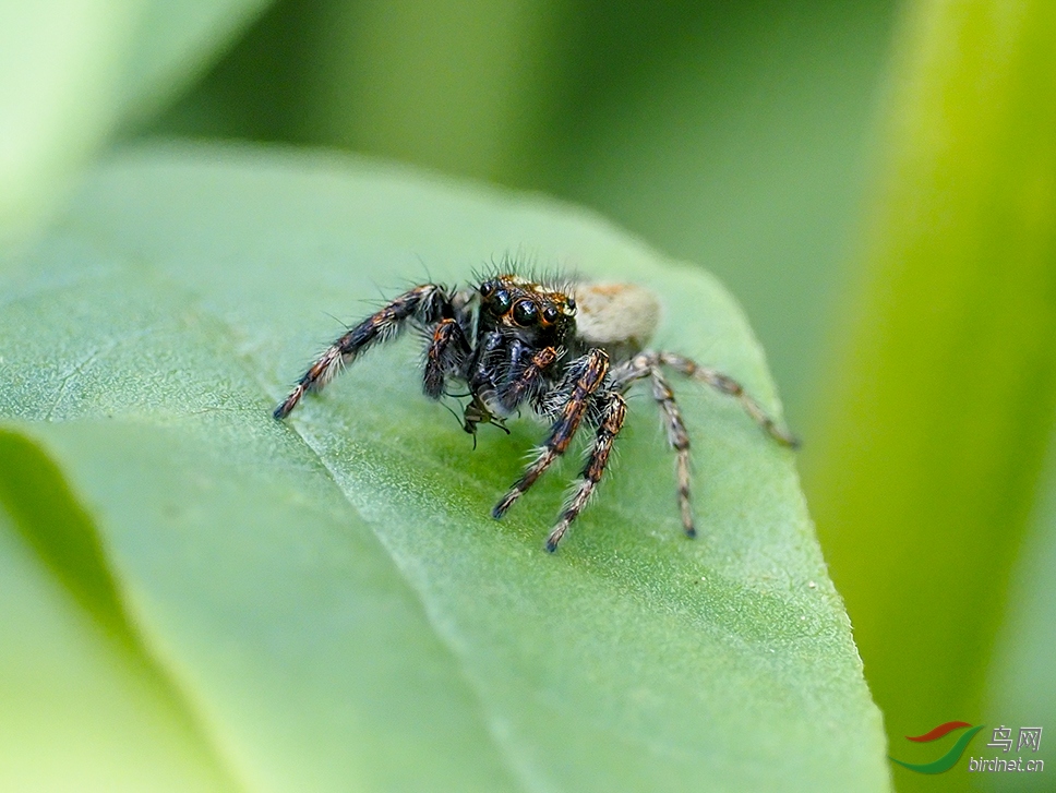 用长焦镜头拍摄,北京五月的跳蛛