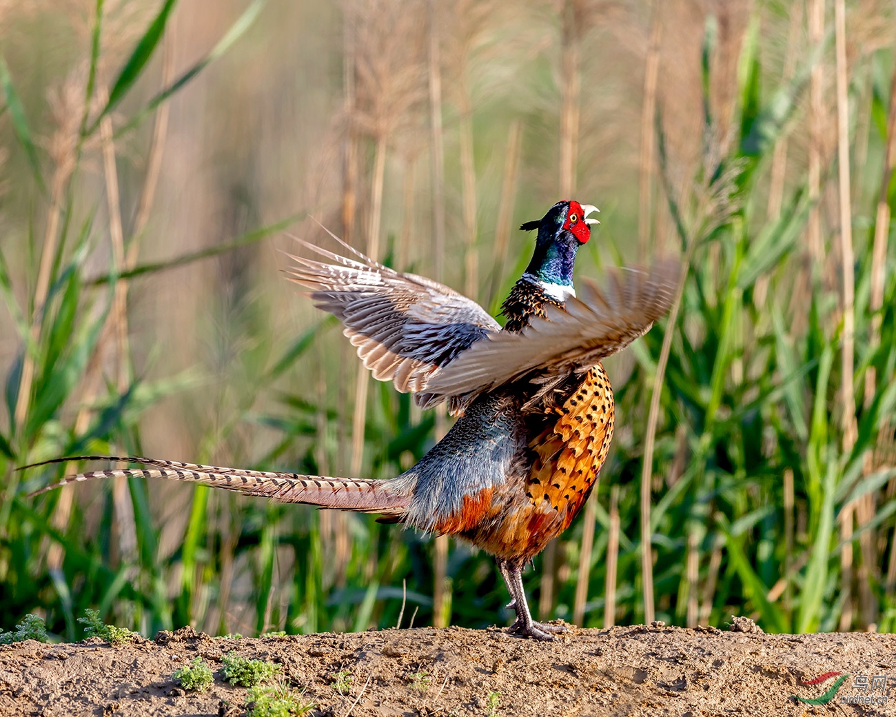 雉鸡展翅精彩瞬间