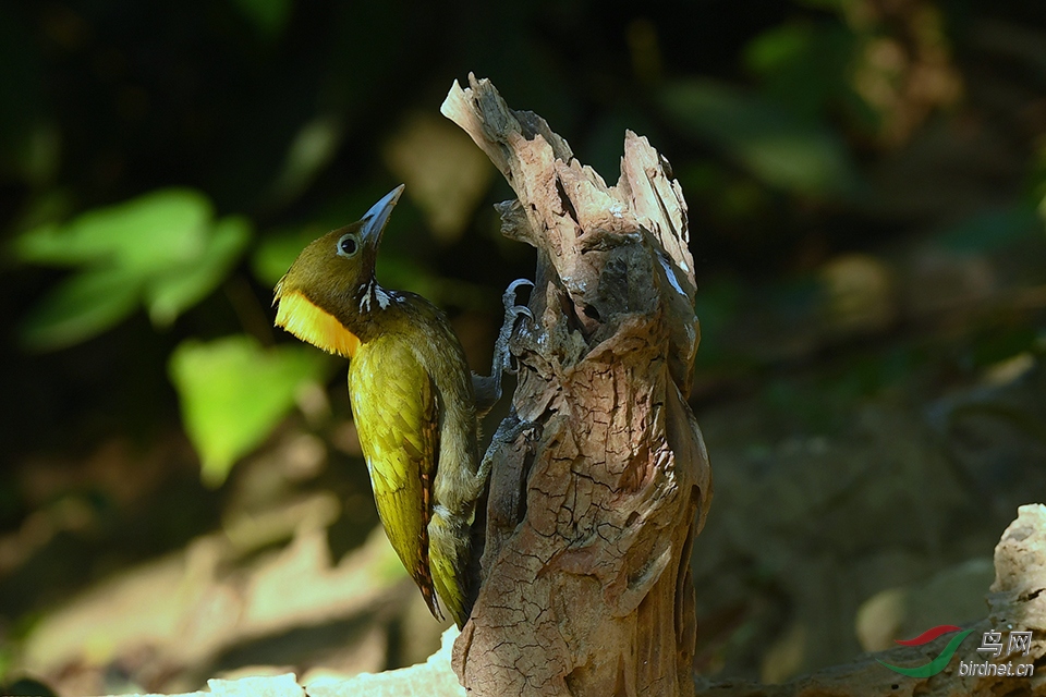 DSC_1654_DxOa.jpg