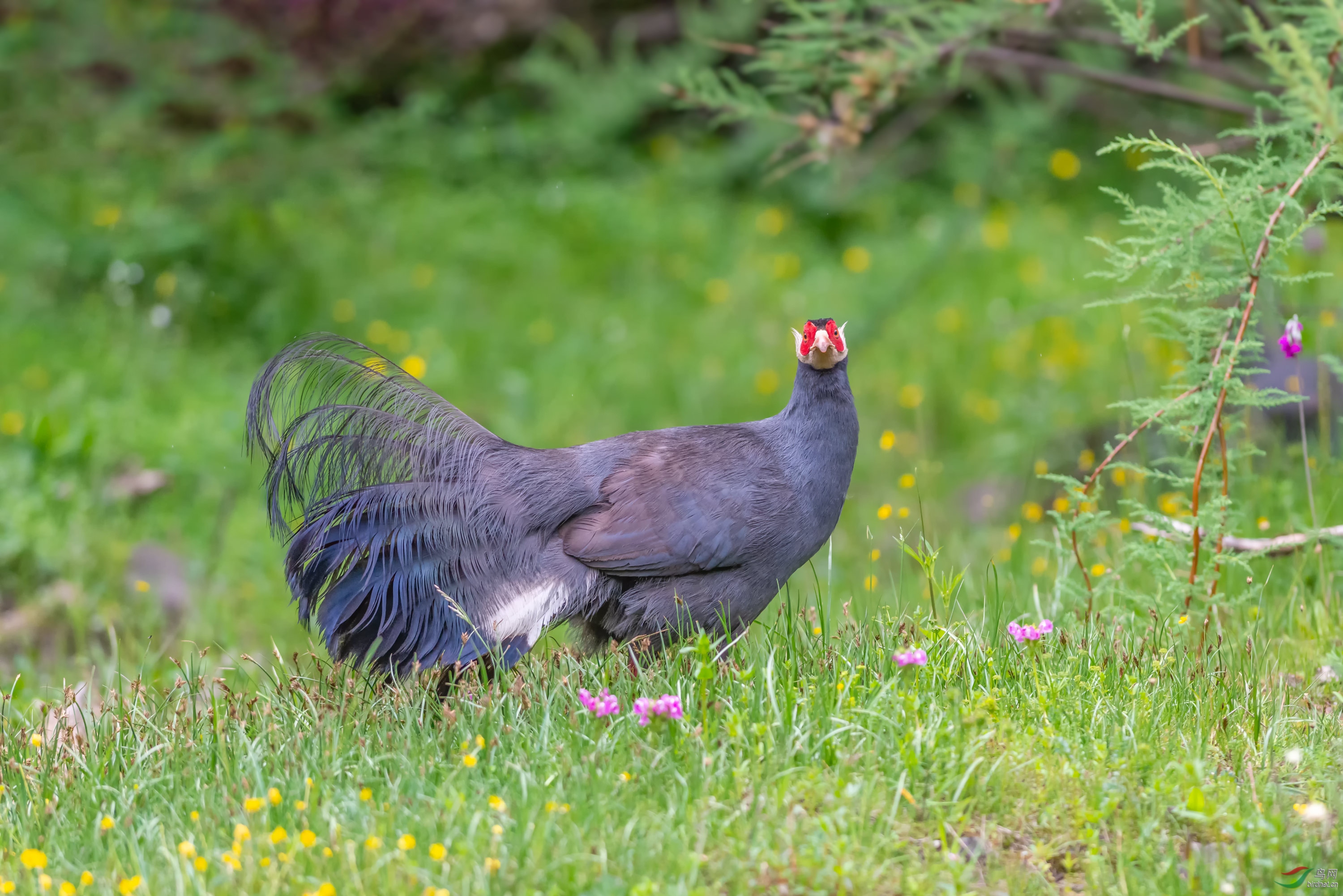 DSC_5496_��ͼ��.jpg--R.jpg