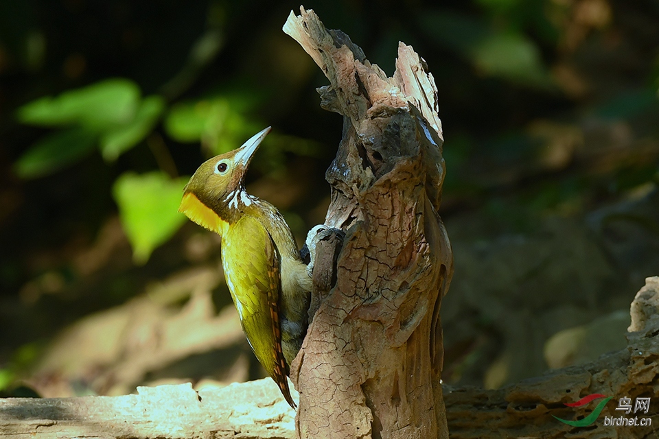 DSC_1683_DxOaxx.jpg