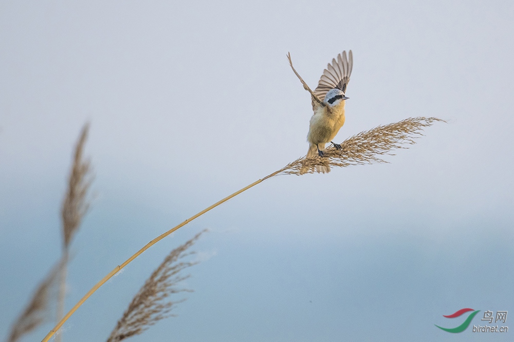 晨风里的中华攀雀