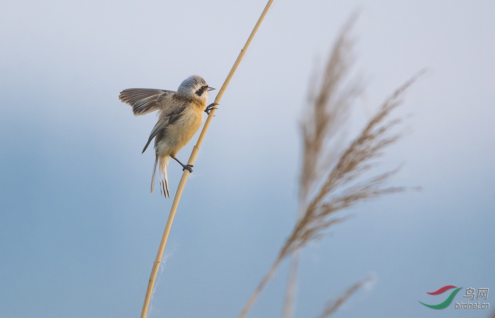 晨风里的中华攀雀