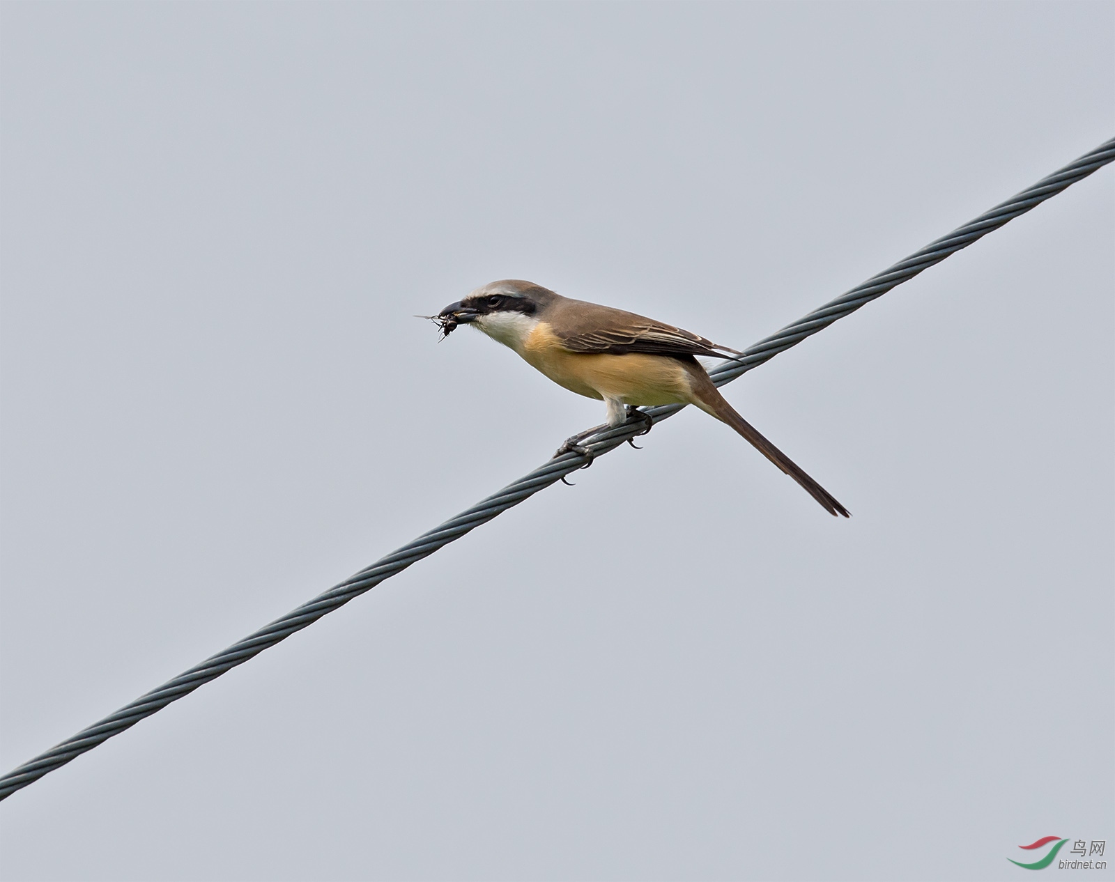 DSC_5299.jpg