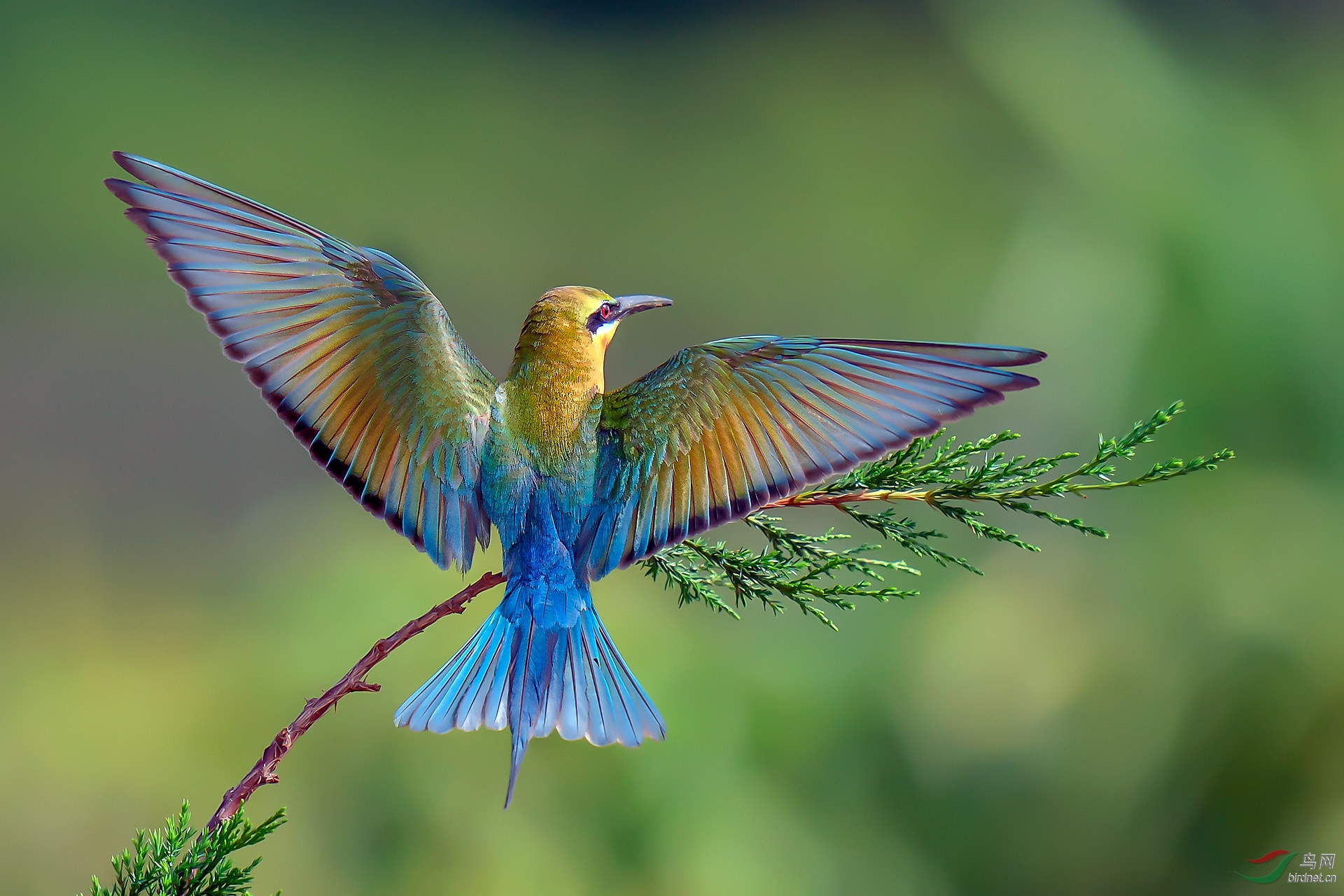 粟喉蜂虎:在阳光下秀美!
