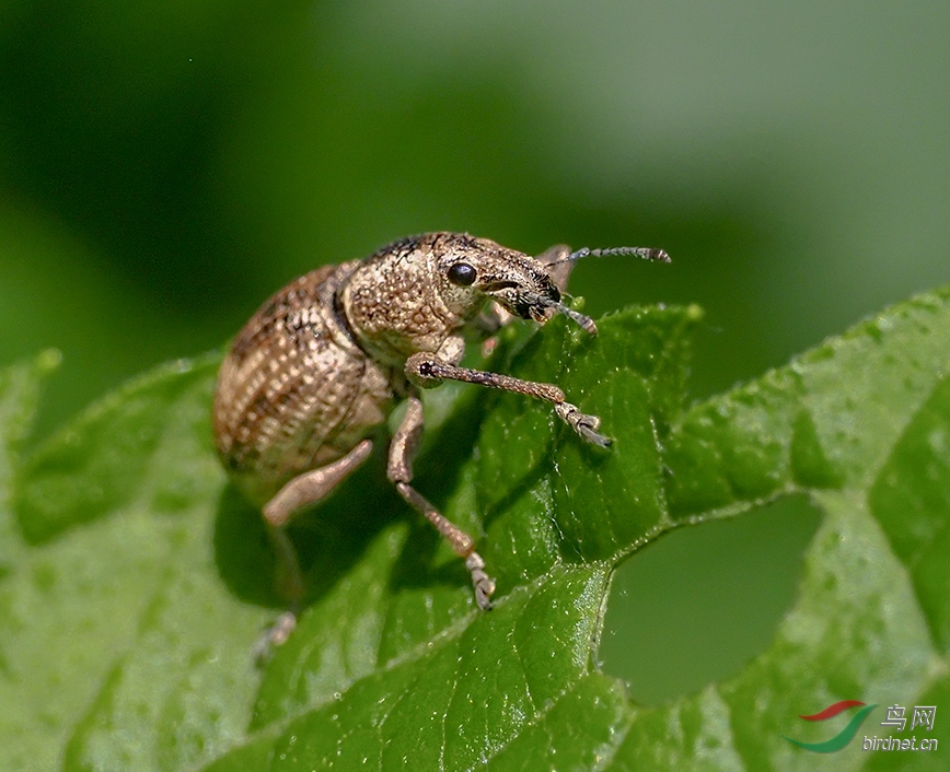 ����5�µ���ǳ�