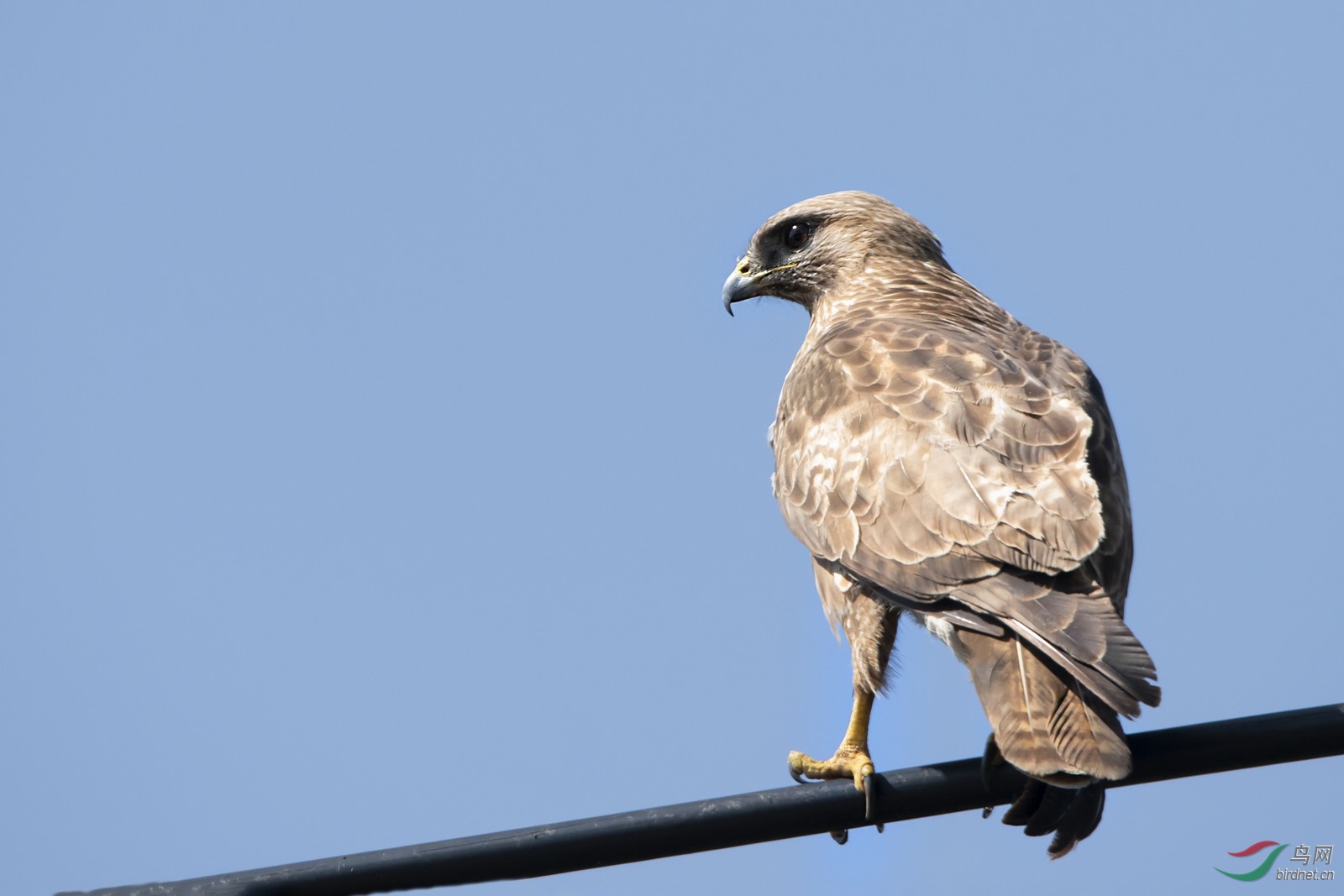 _DSC5212a.jpg