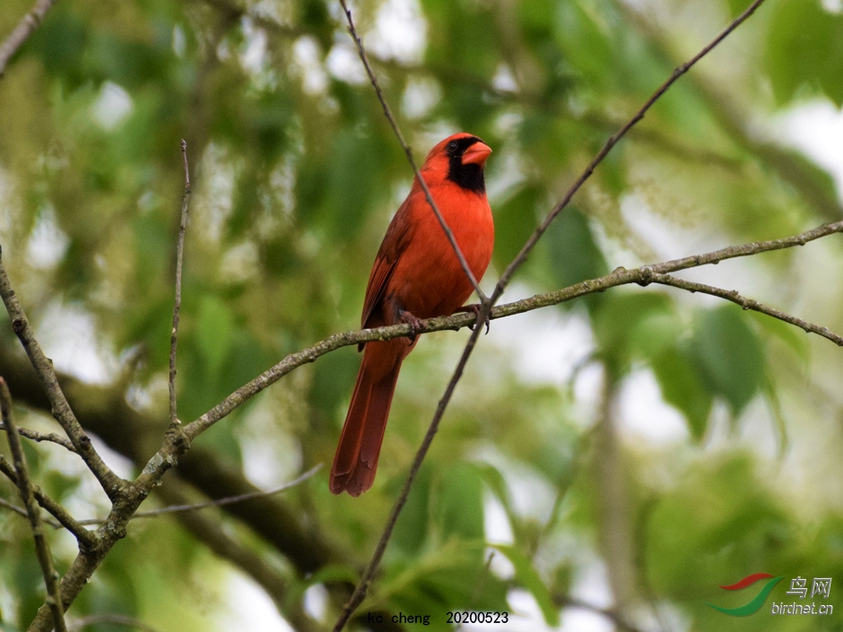 DSC_0296-һƬ��ɫ�еĺ�ȸ6-940.jpg