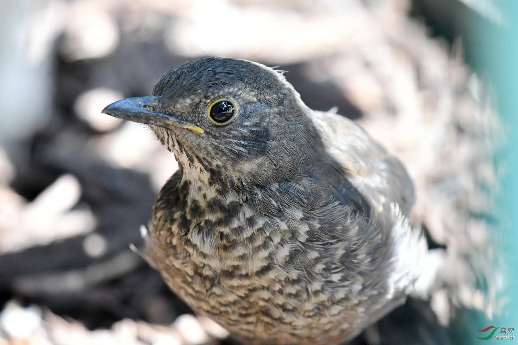DSC_9498_����.jpg