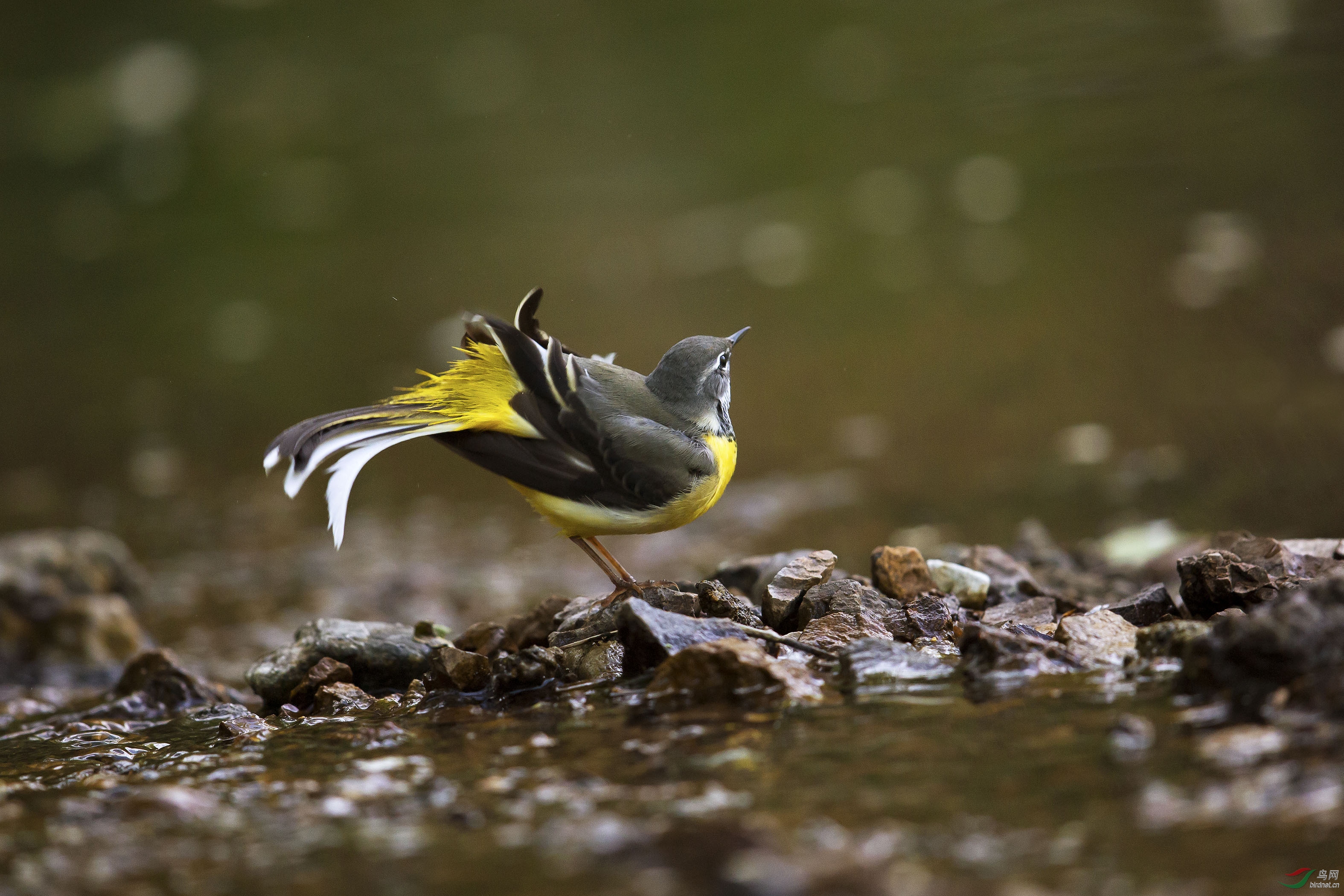 小溪边上的鸟儿