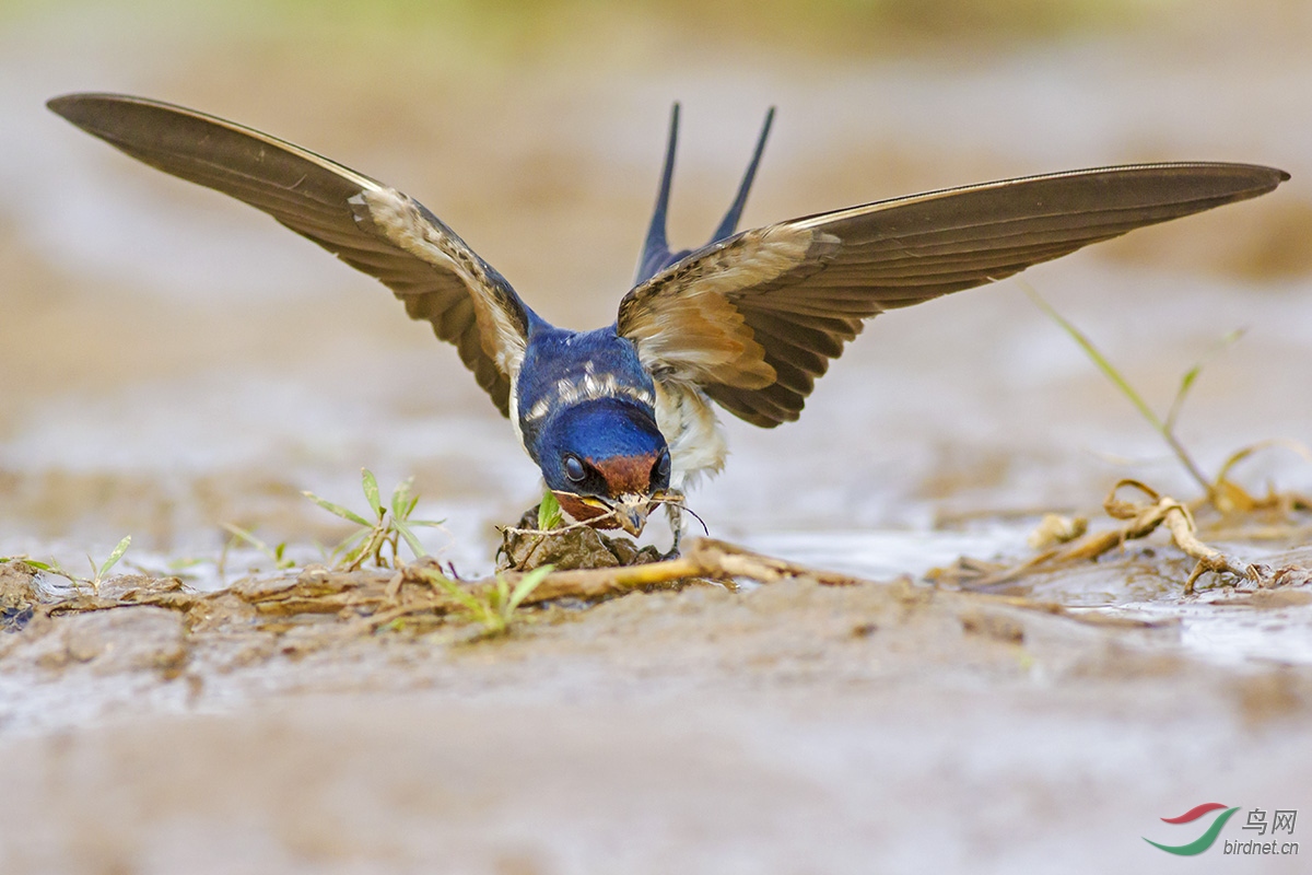 走拍湘江-燕-啄新泥0674