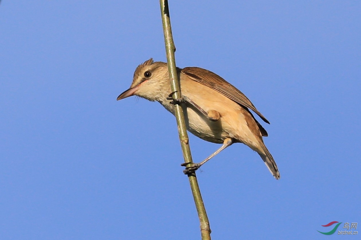 CS0A4156.JPG