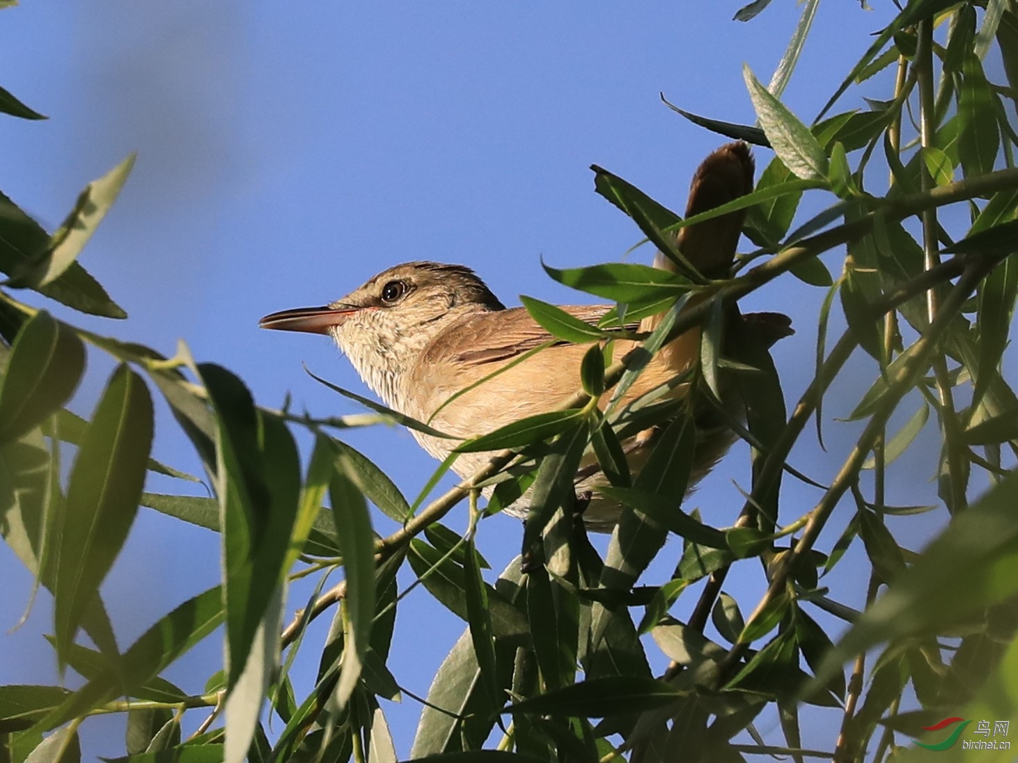 CS0A4142.JPG