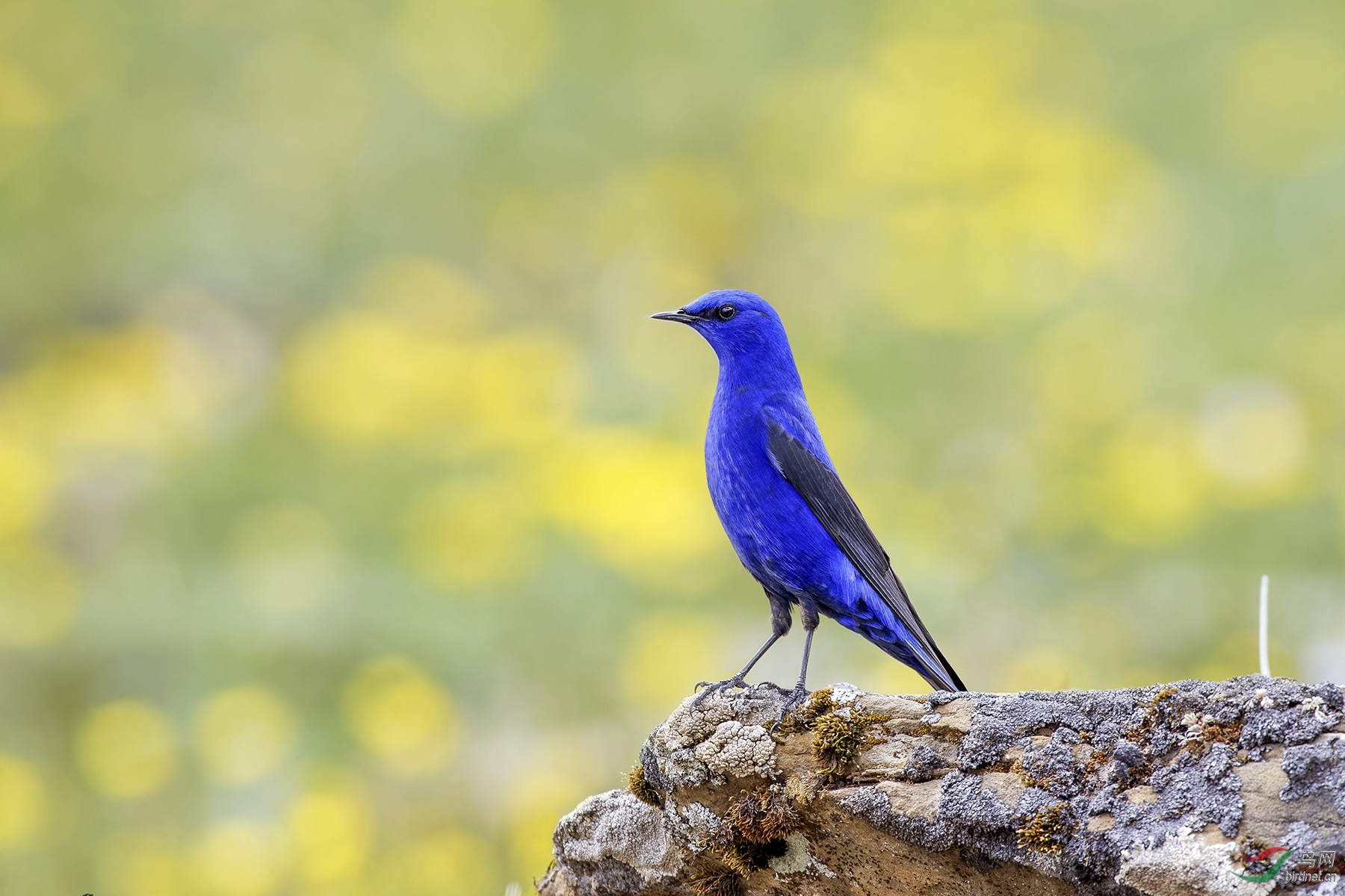 巴朗山的蓝大翅鸲