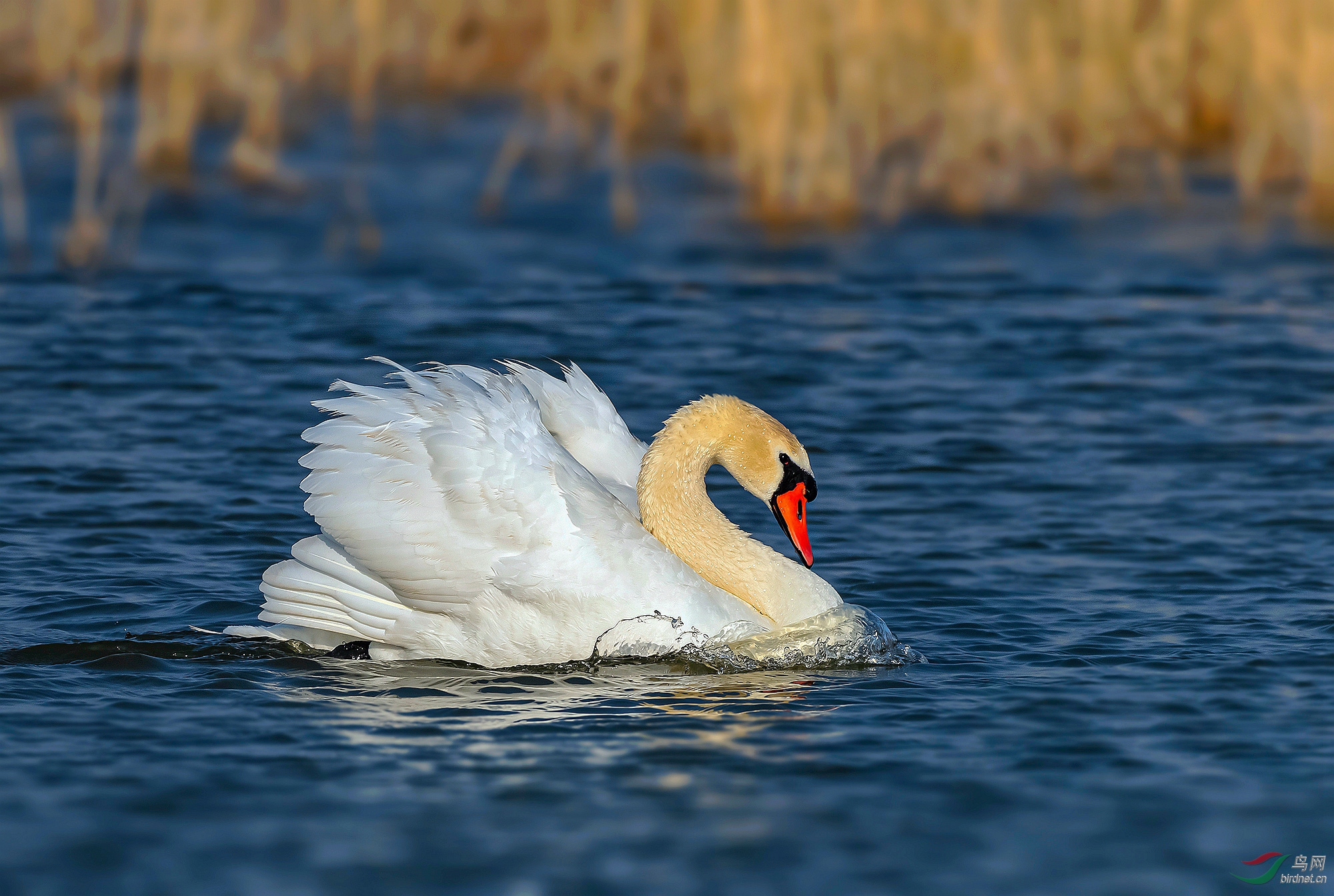 _DSC3669.jpg