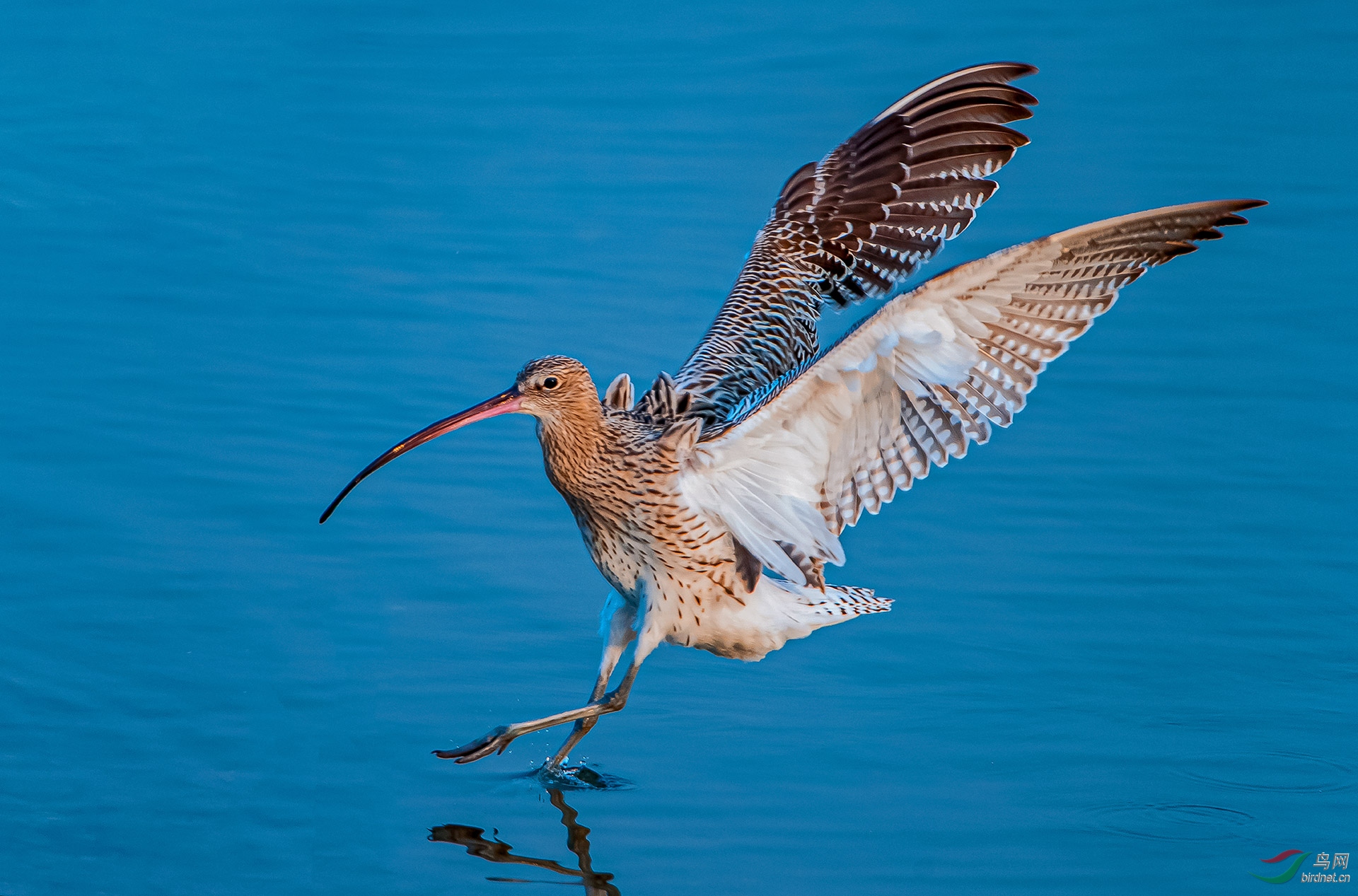 白腰杓鹬之英姿