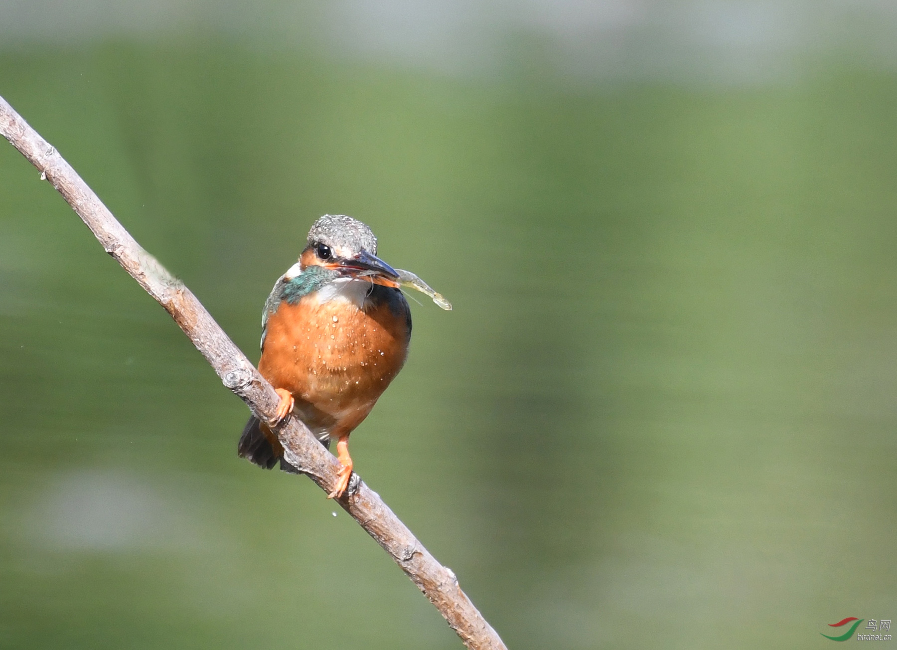 ������Ӱ 6002����.jpg