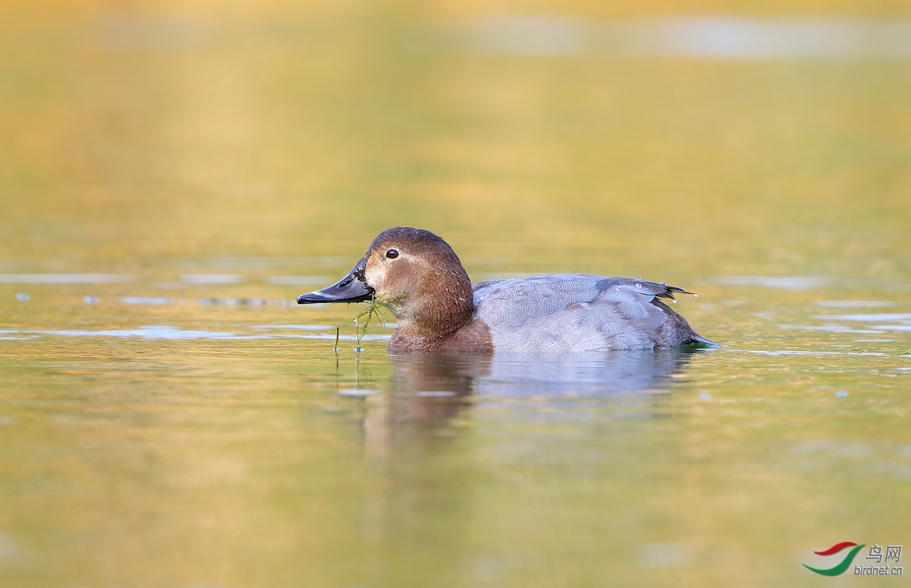 �Ƿ�ֳ��ǧţ�����ɽ���ʦ�����ڽ���ʡ ������ ��.jpg