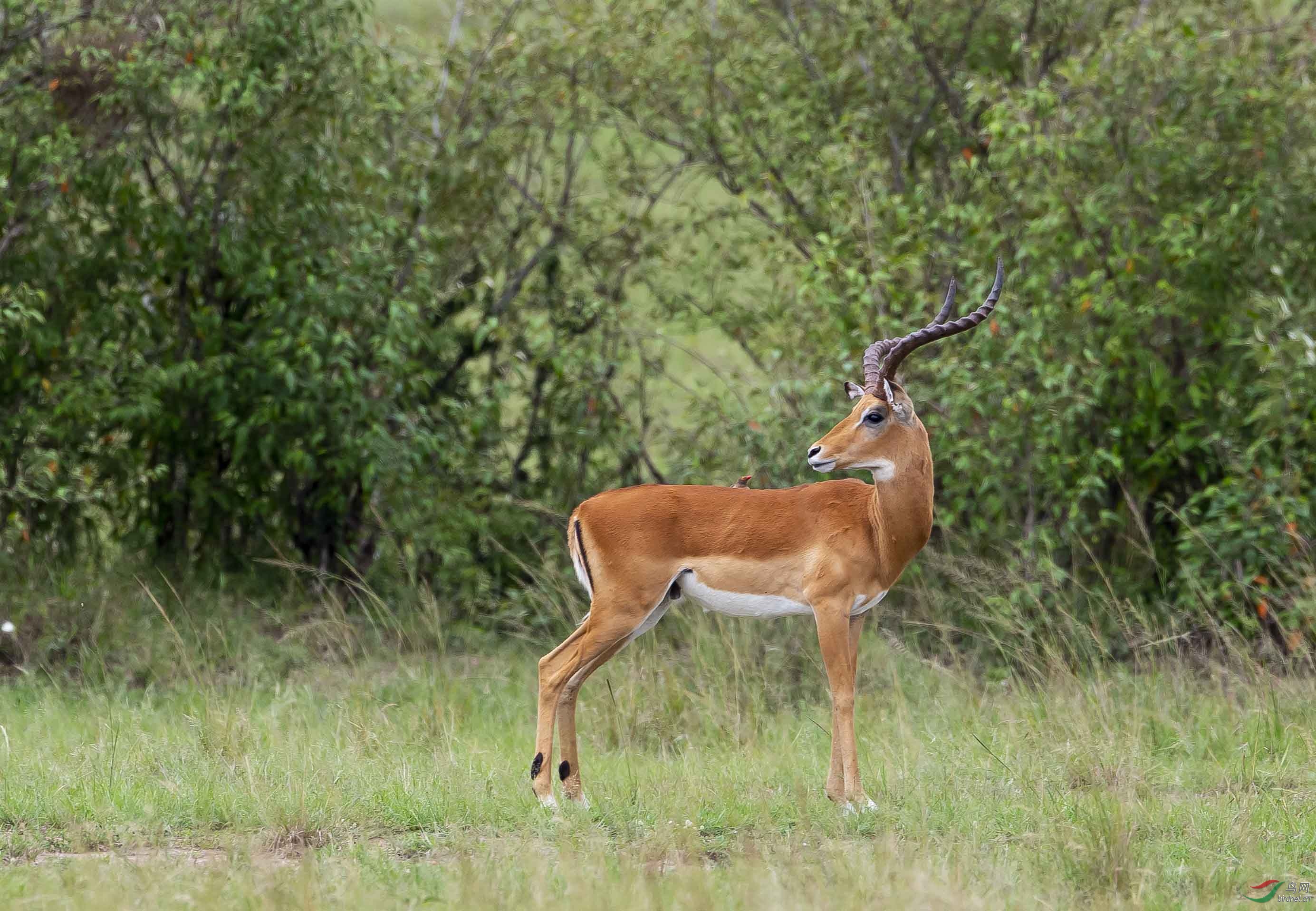 回眸——高角羚