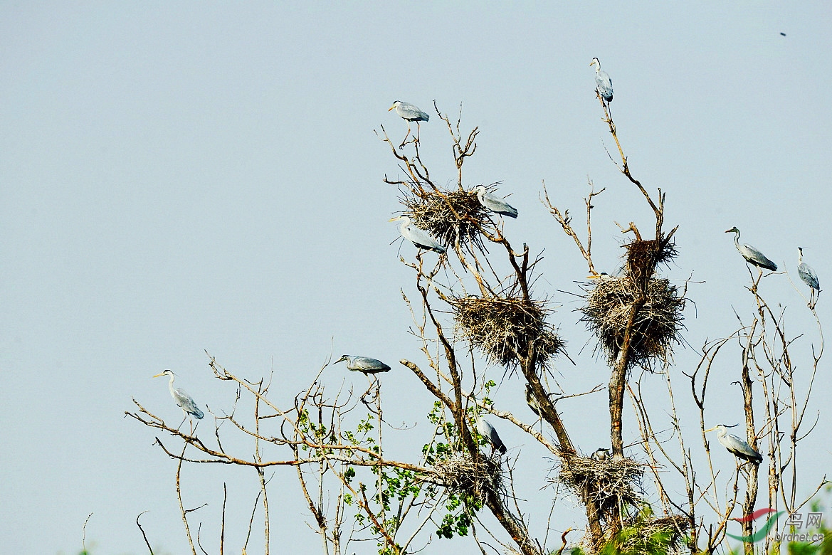 DSC_7962.JPG