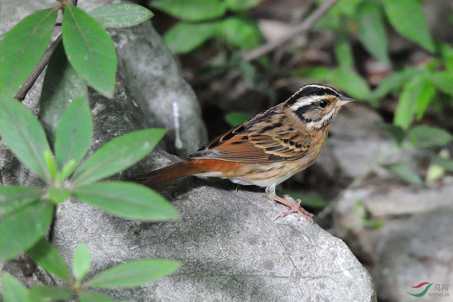 DSC_9935_00004.jpg