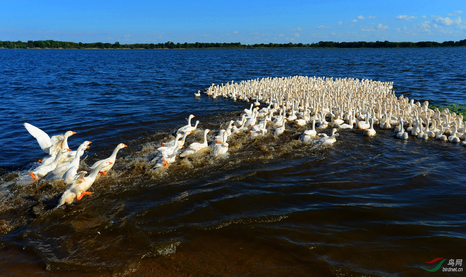 [其他] 大鹅---归队