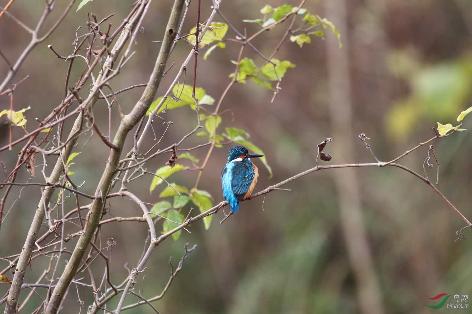 IMG_5173-1.JPG