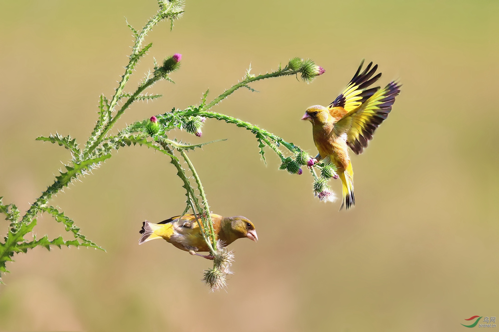 金雀闹春(祝贺荣获本版佳作)