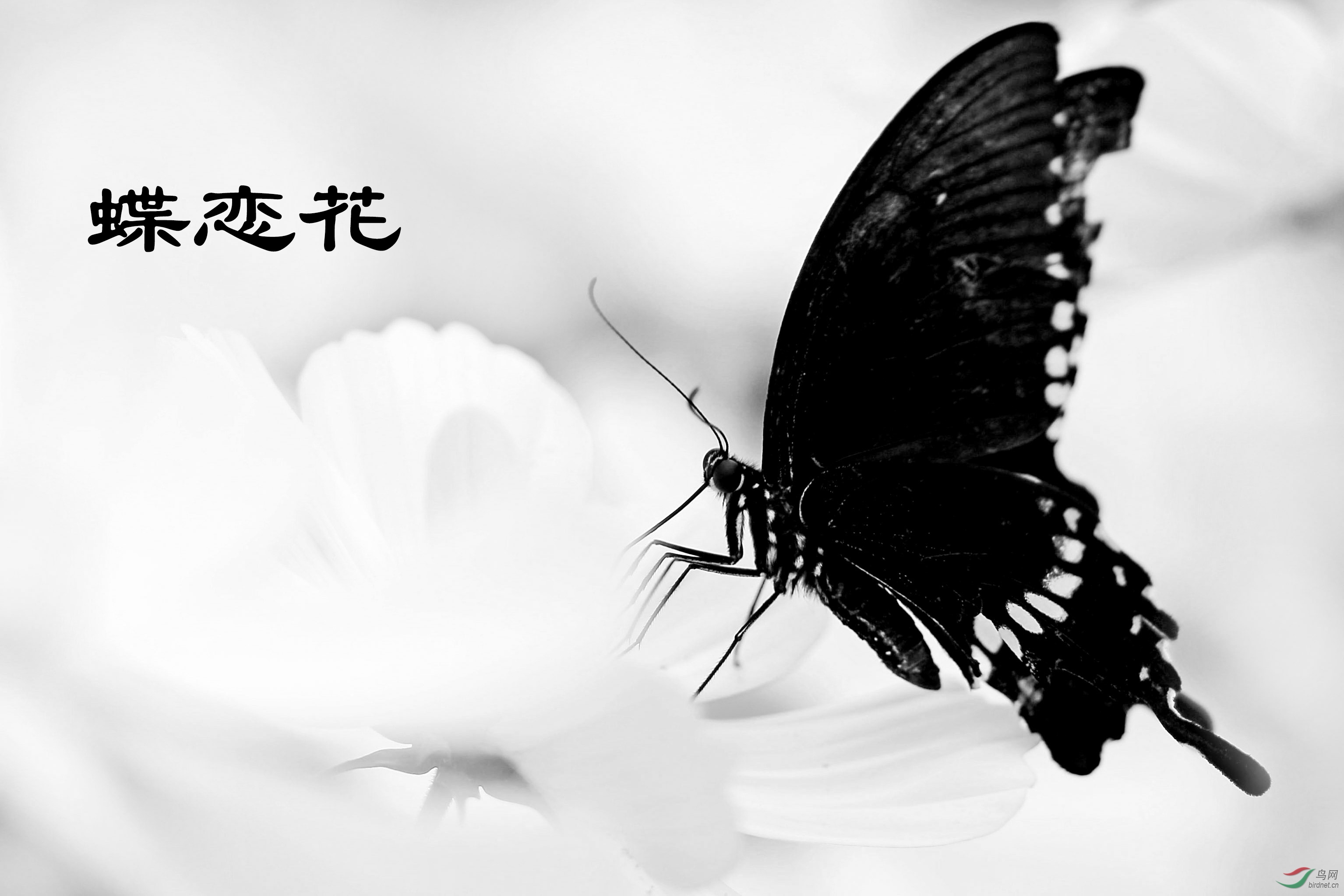 IMG_0913 2����.jpg