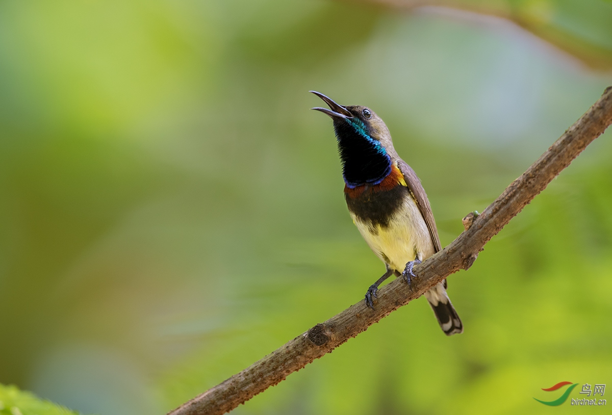 ��Ӧ---�Ƹ�������