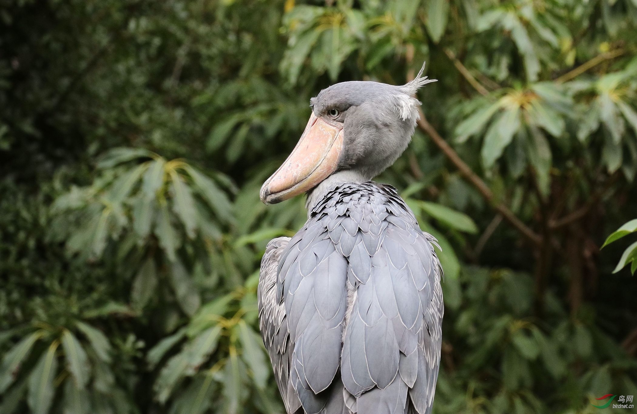 目光炯炯鲸头鹳