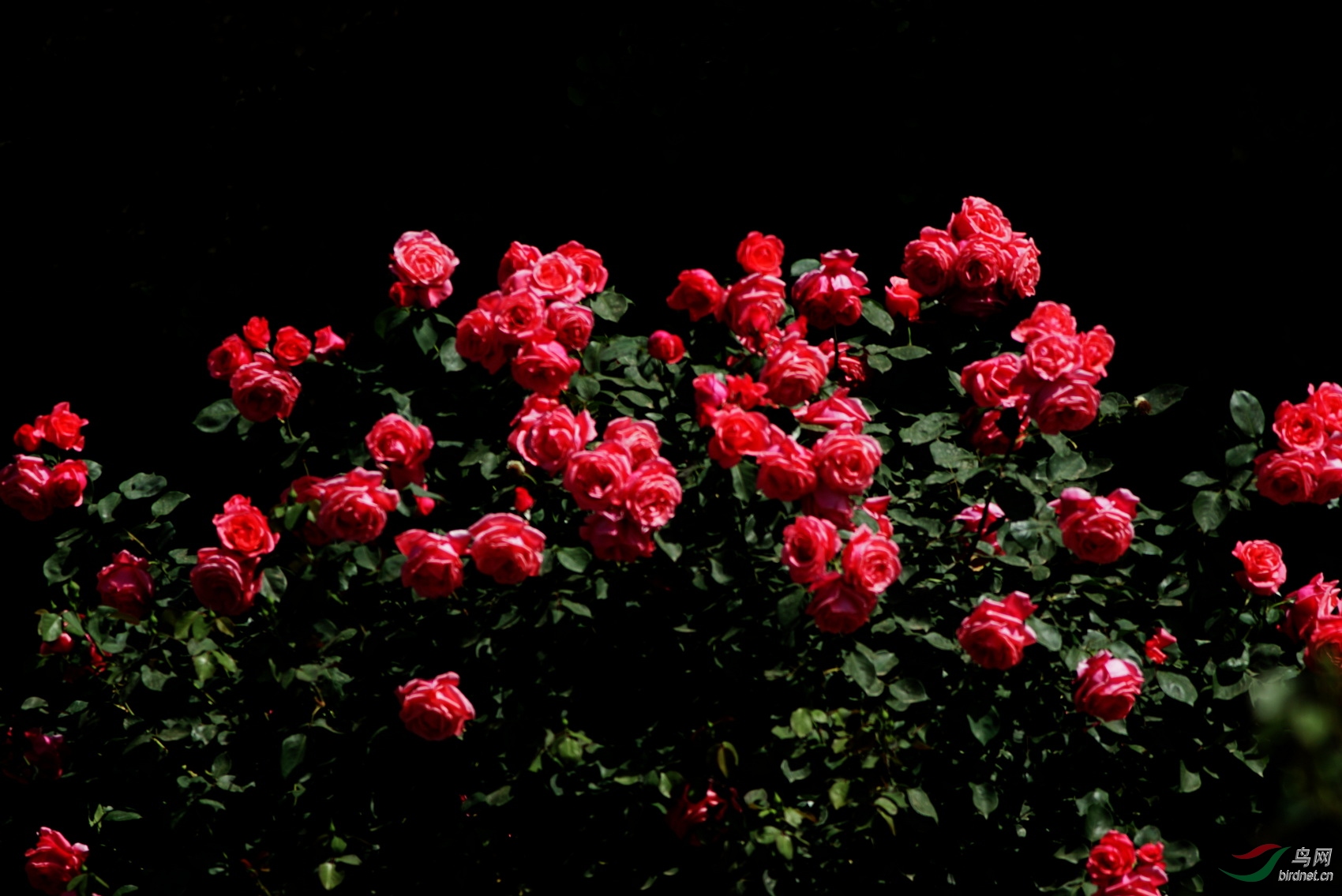 DSC01475.JPG