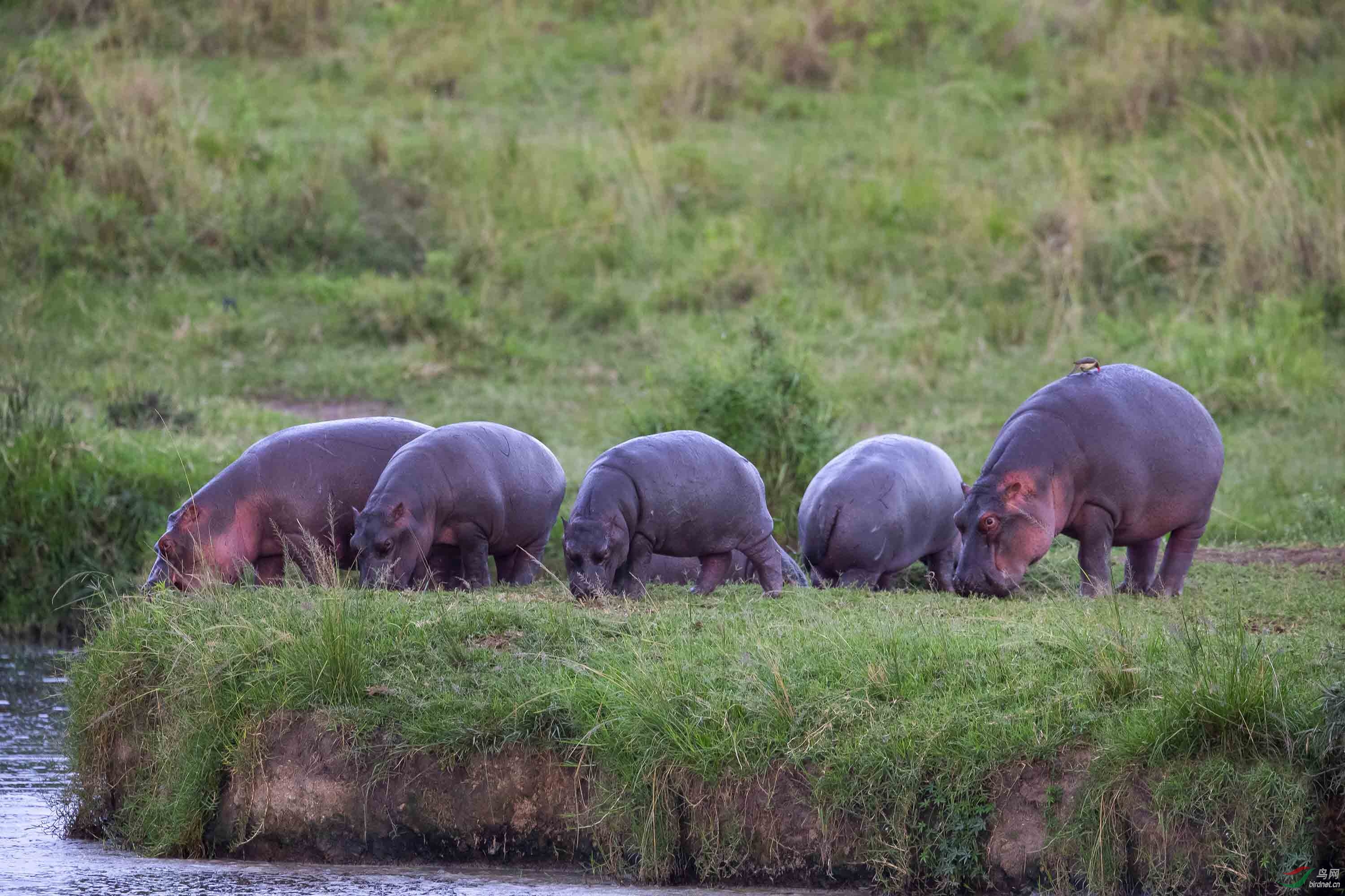 傍晚——河马群