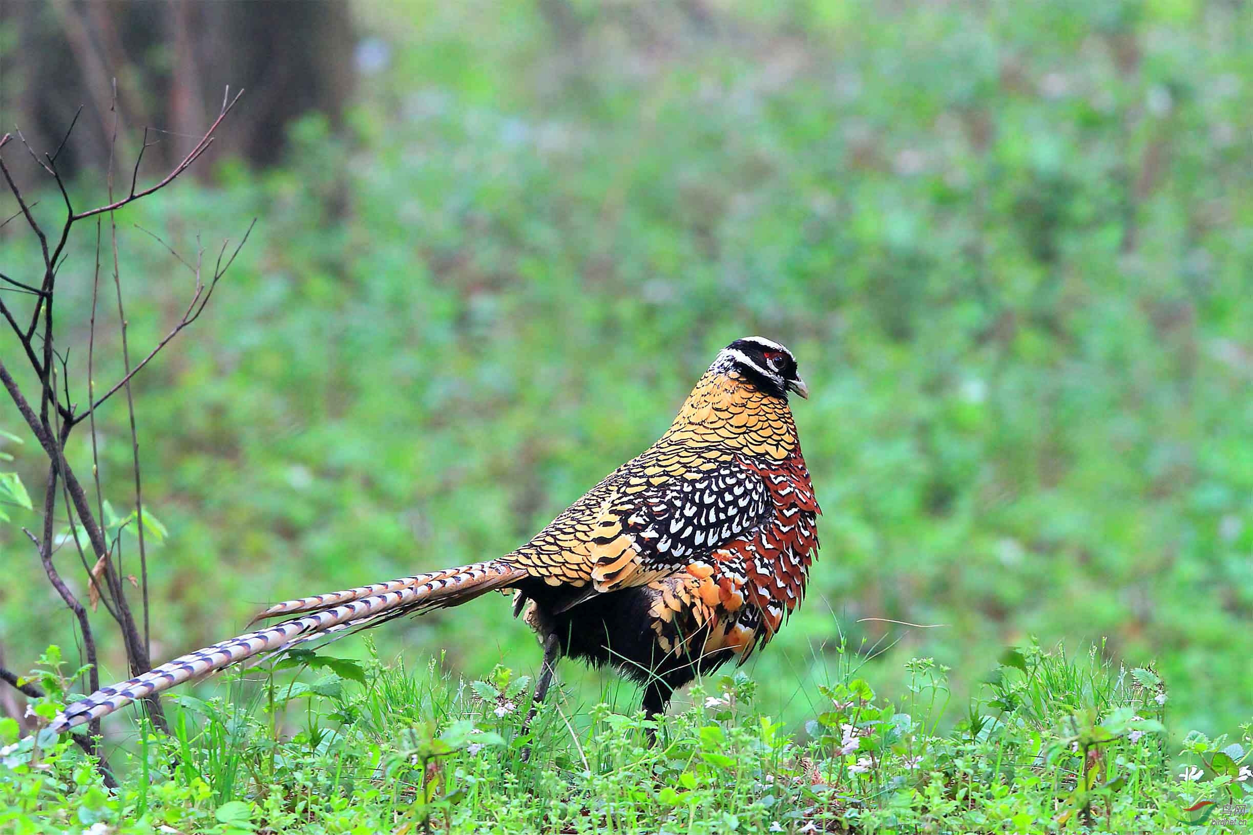 自然野拍白冠长尾雉