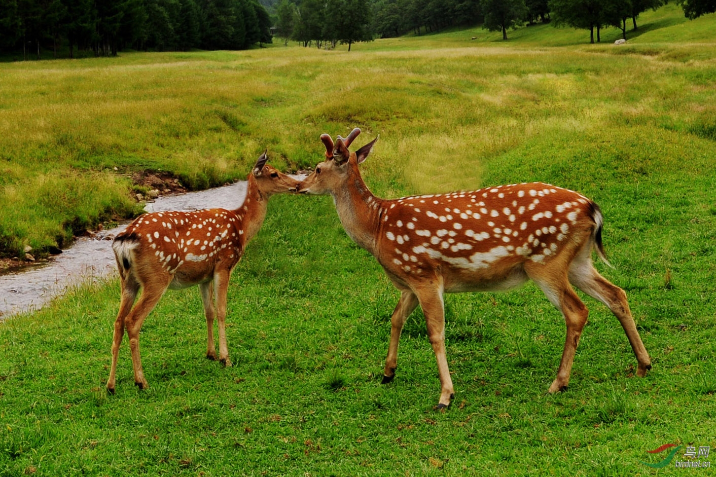 [动物] 梅花鹿---父爱( 恭贺老师的佳作荣获首页精华! )