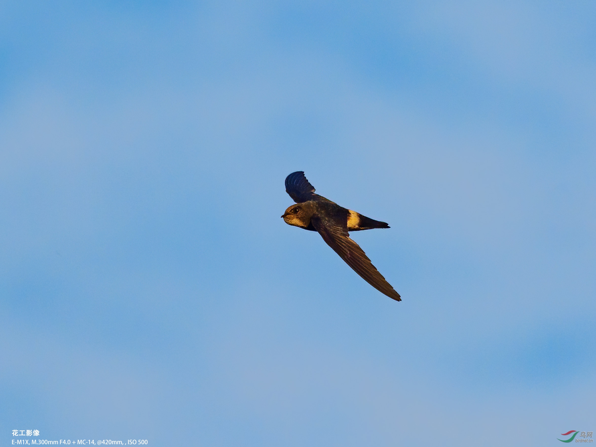 P5153085ac.jpg