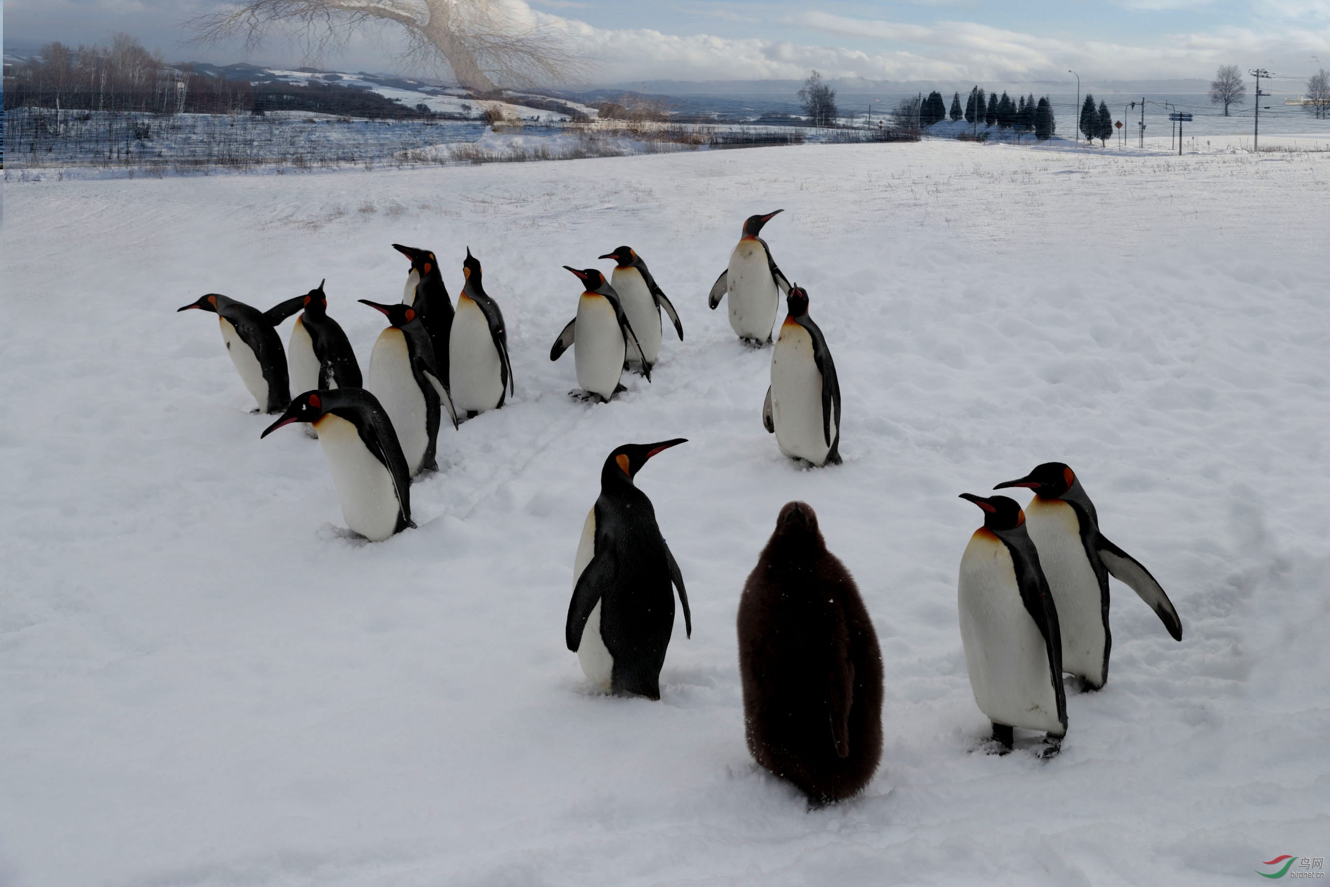 企鹅漫步雪地.