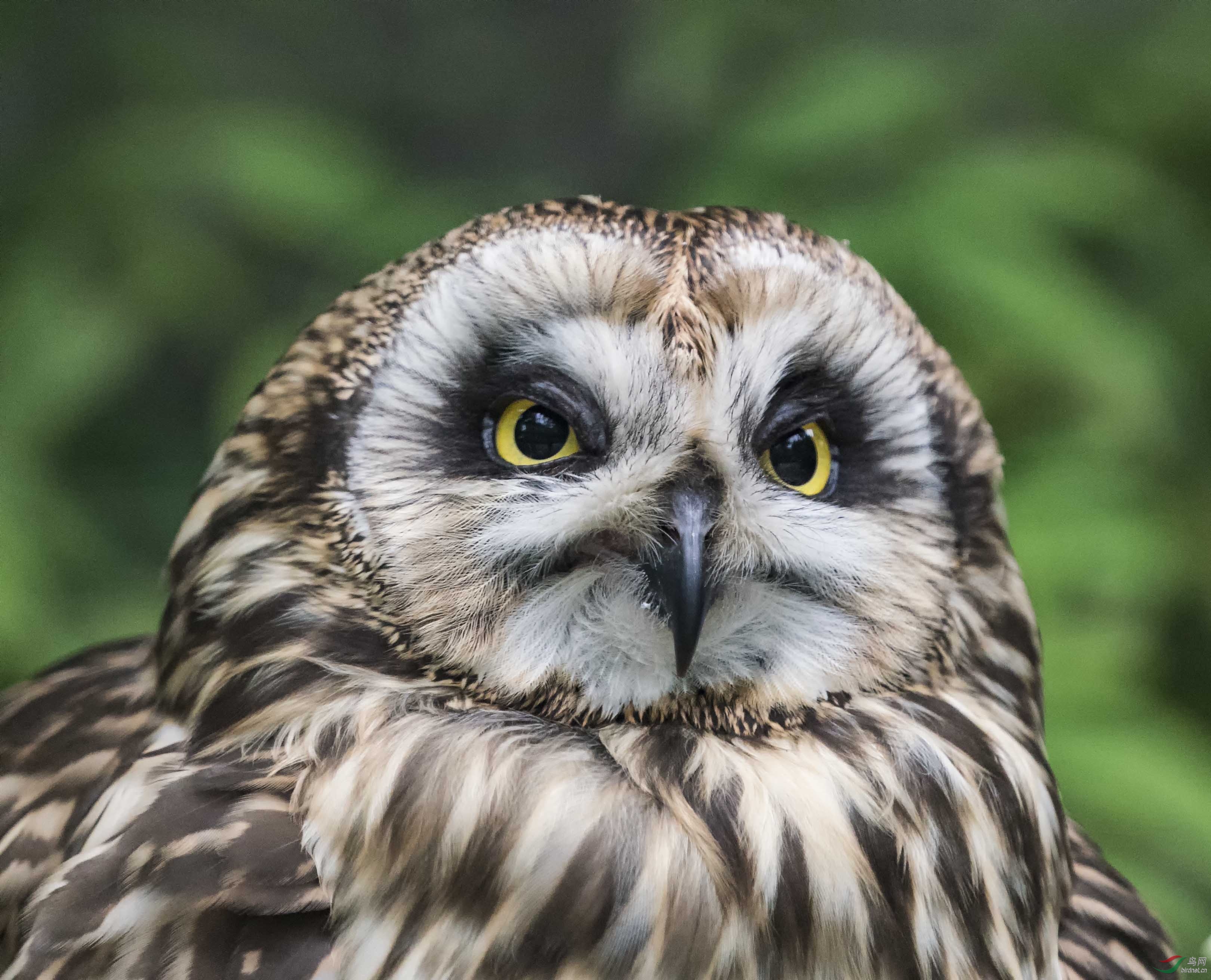 关在笼子里的短耳 