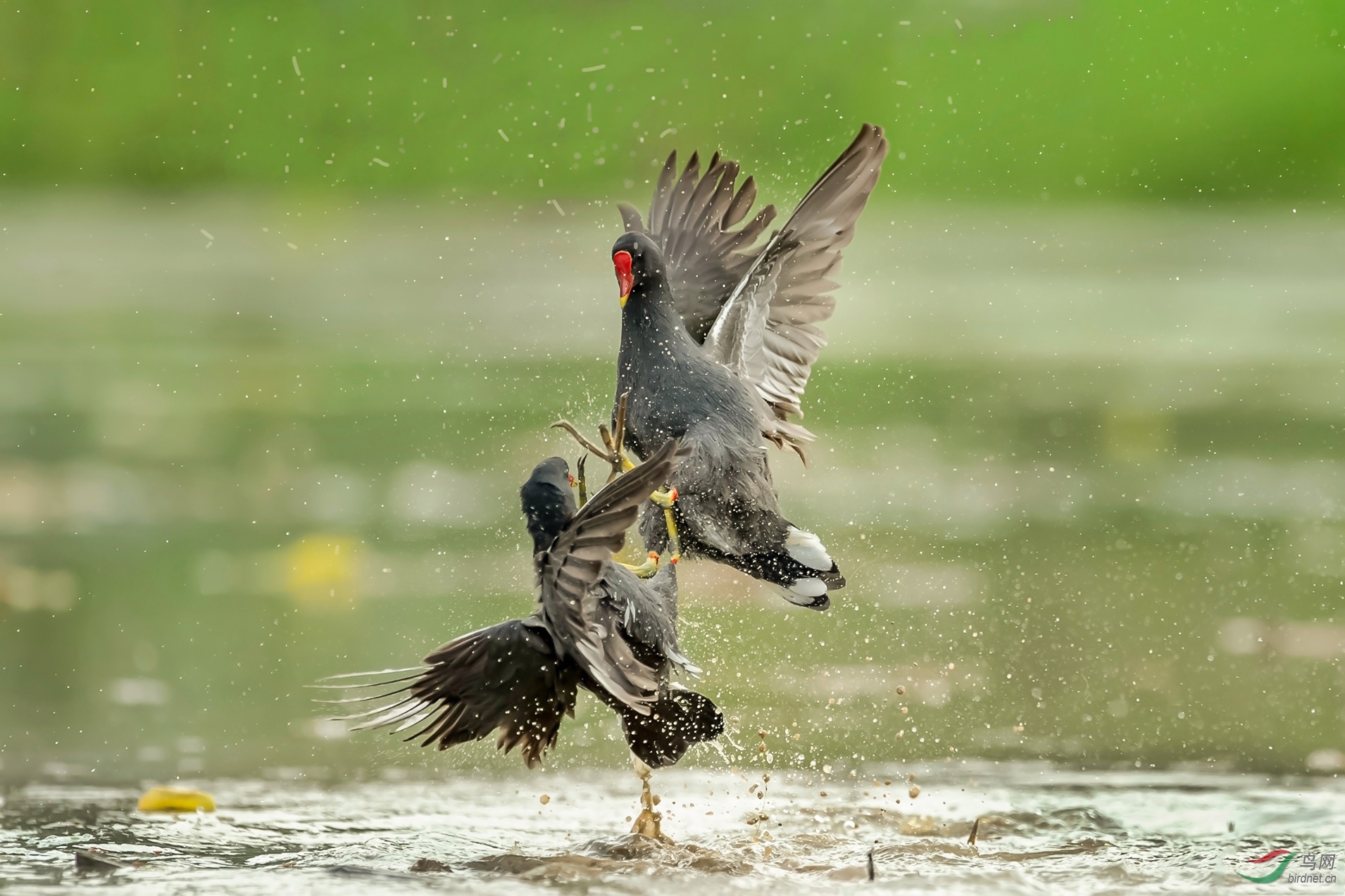 武术高手黑水鸡