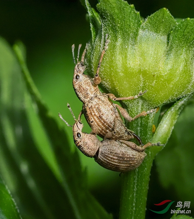 ��ֳ���ڵ���ǳ�