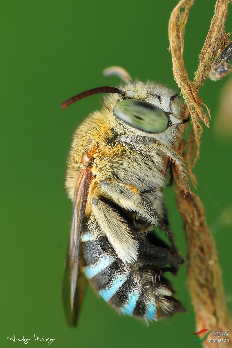 睡觉的青条花蜂