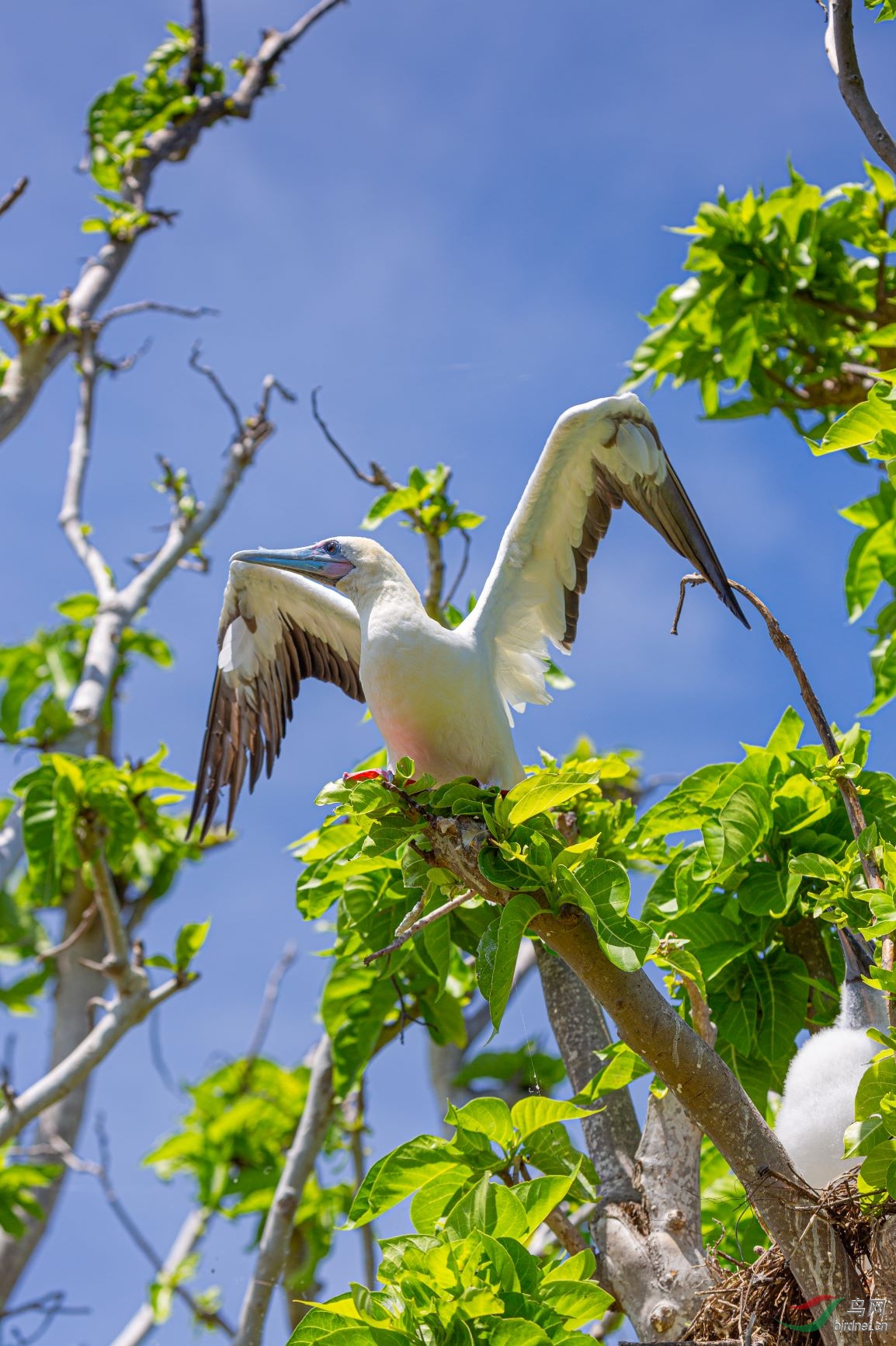 红脚鲣鸟