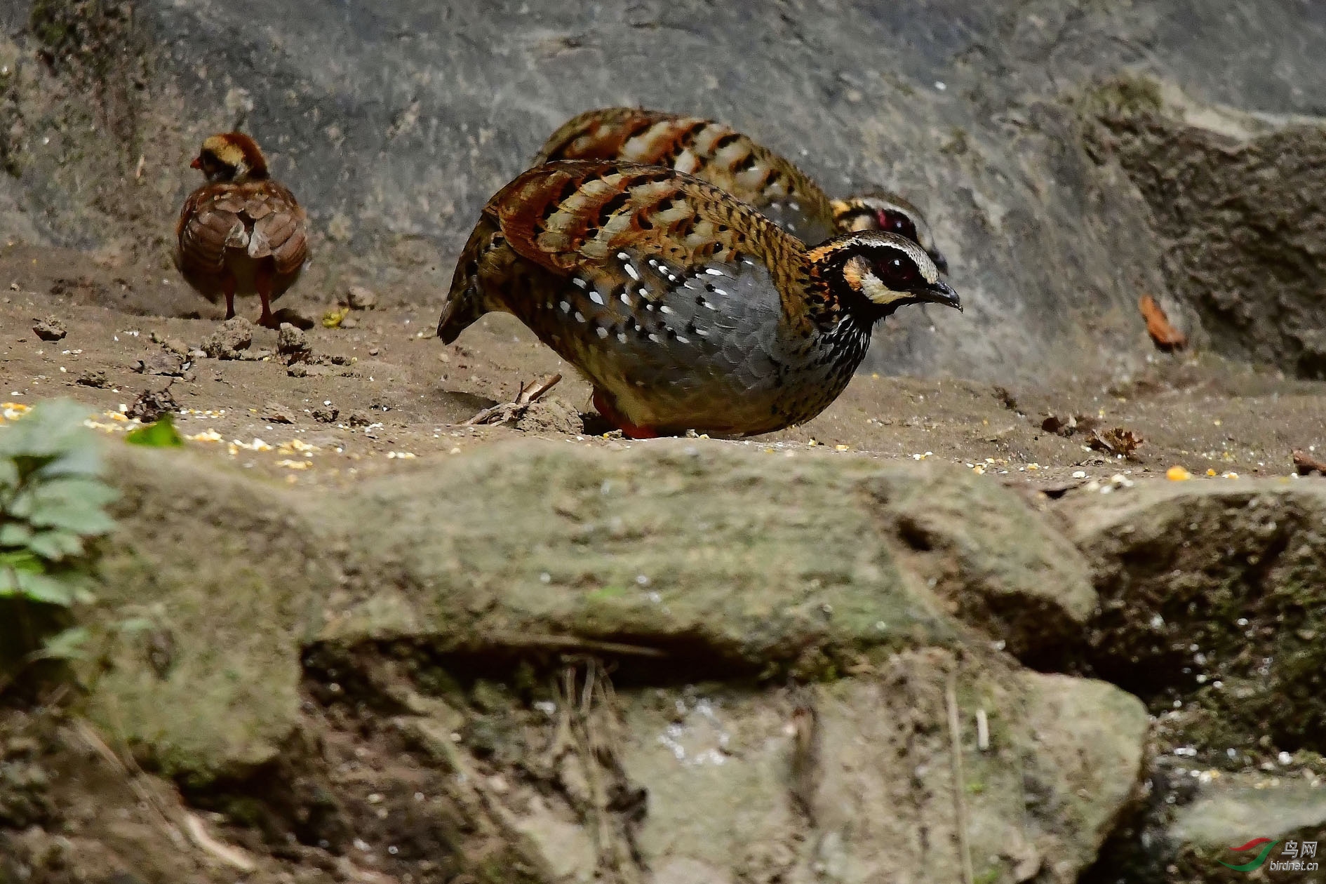 DSC_9767_����.jpg